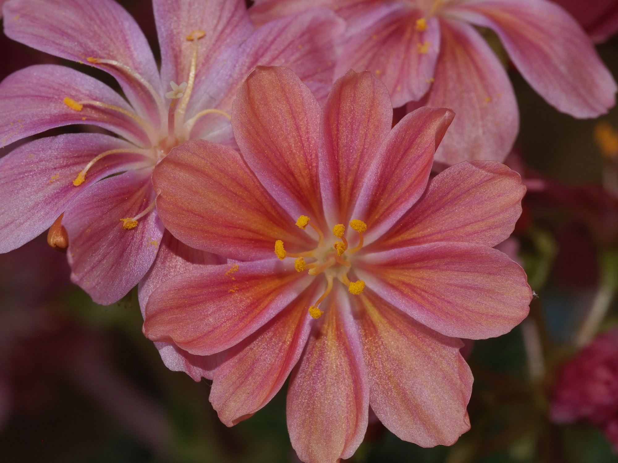 Image of Lewisia cotyledon