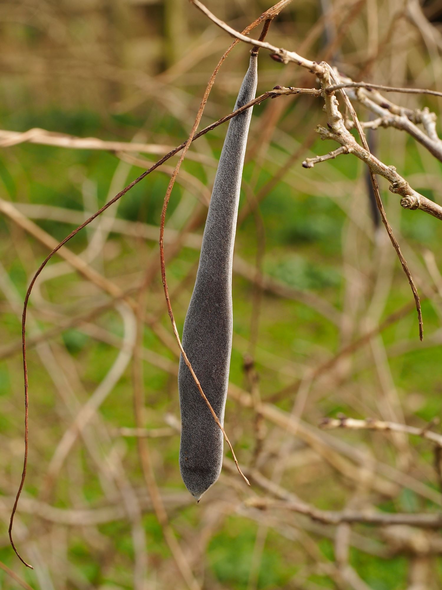 Image of Wisteria sinensis