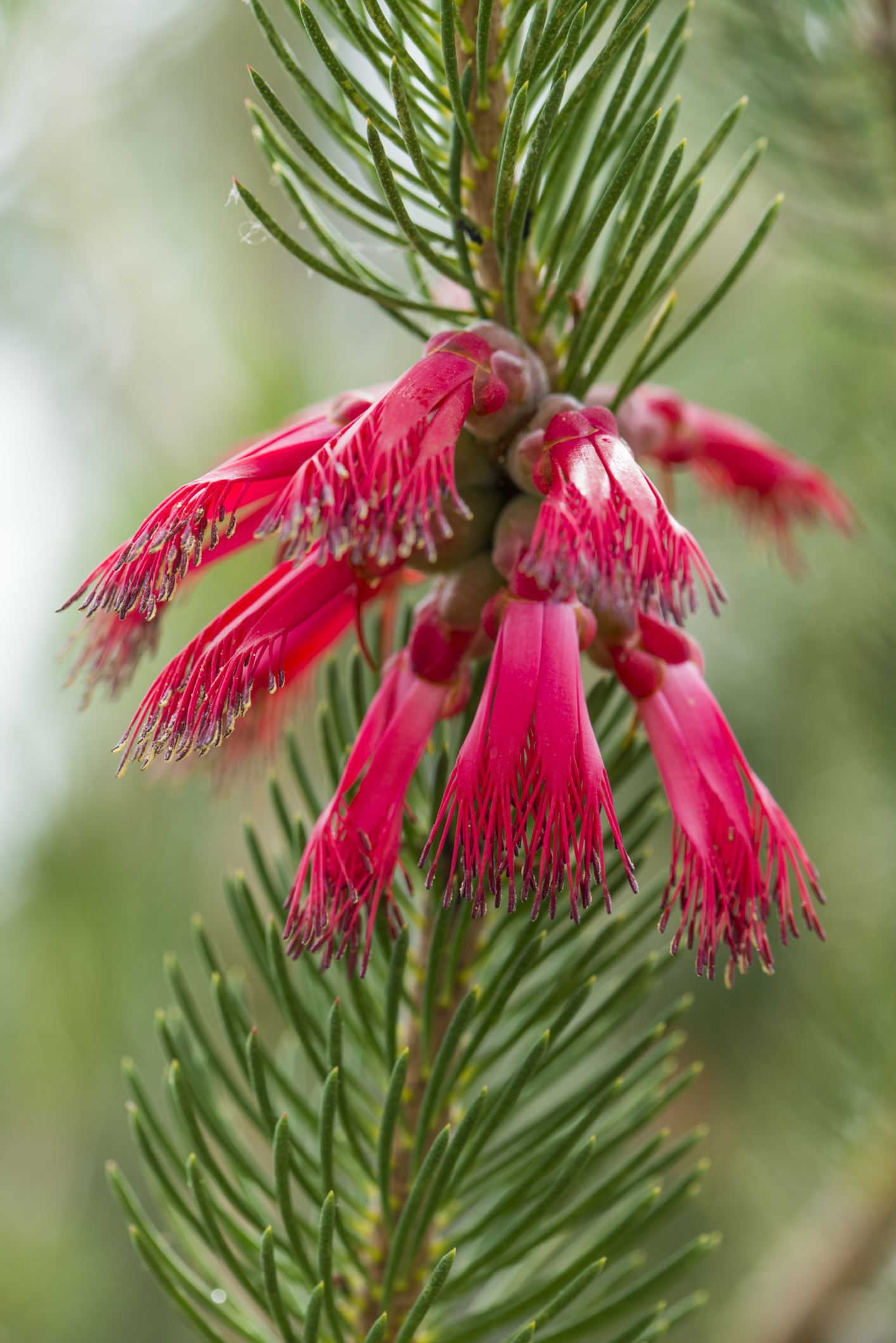 Image of Calothamnus quadrifidus 'Starlight'