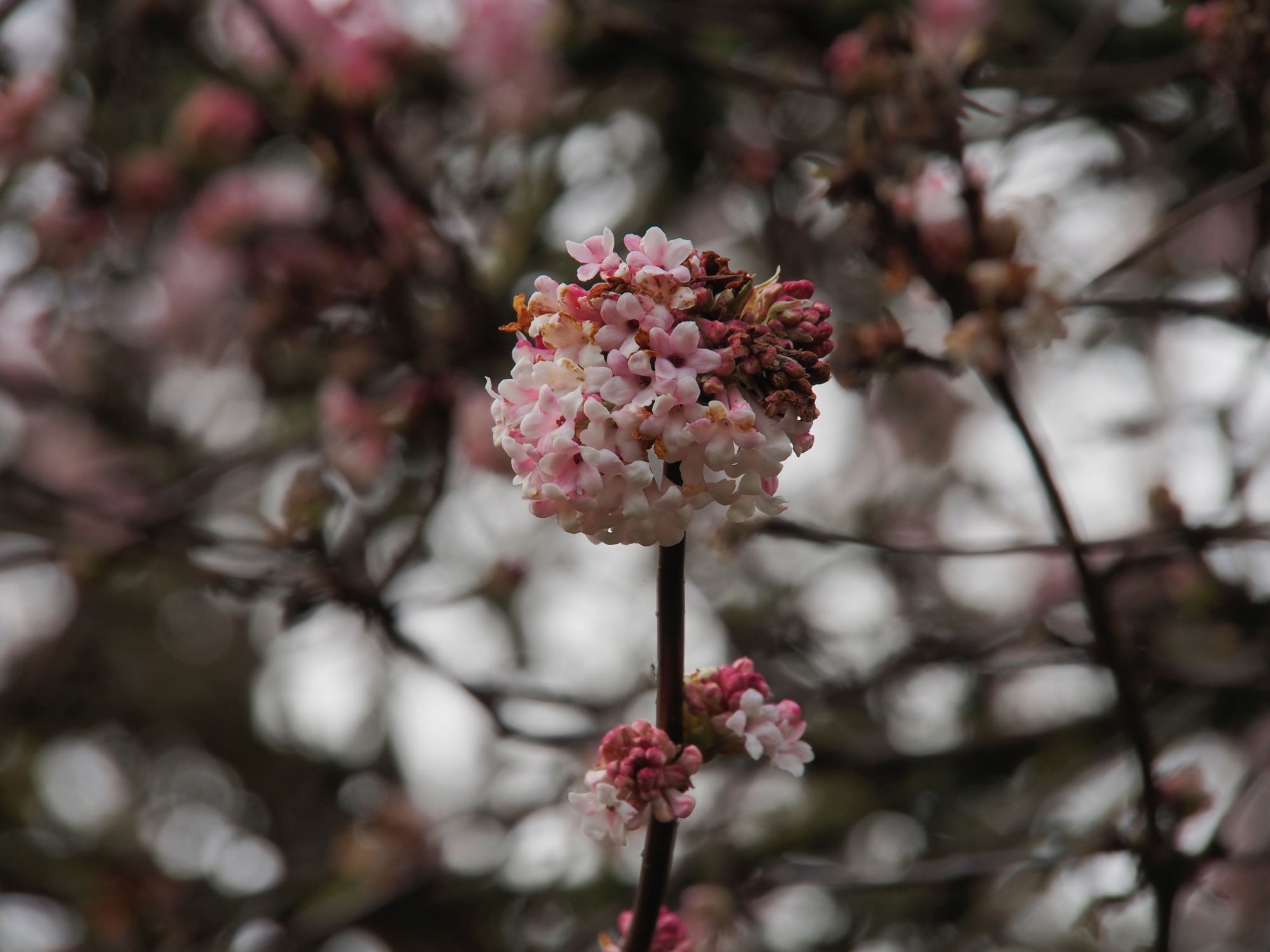 Image of Viburnum Ã— bodnantense 'Dawn'