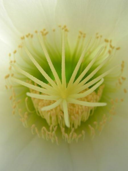 Image of Echinopsis atacamensis subsp. pasacana