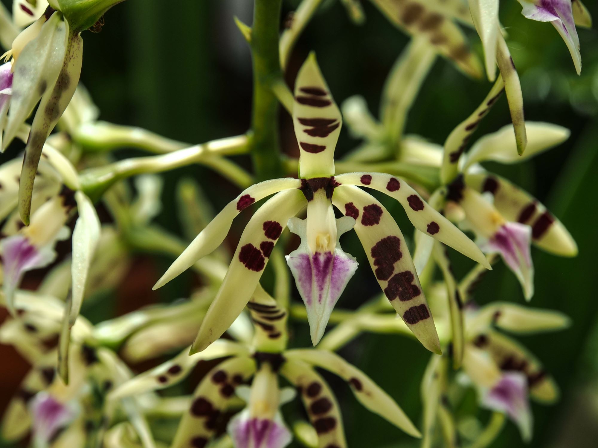 Image of Prosthechea prismatocarpa