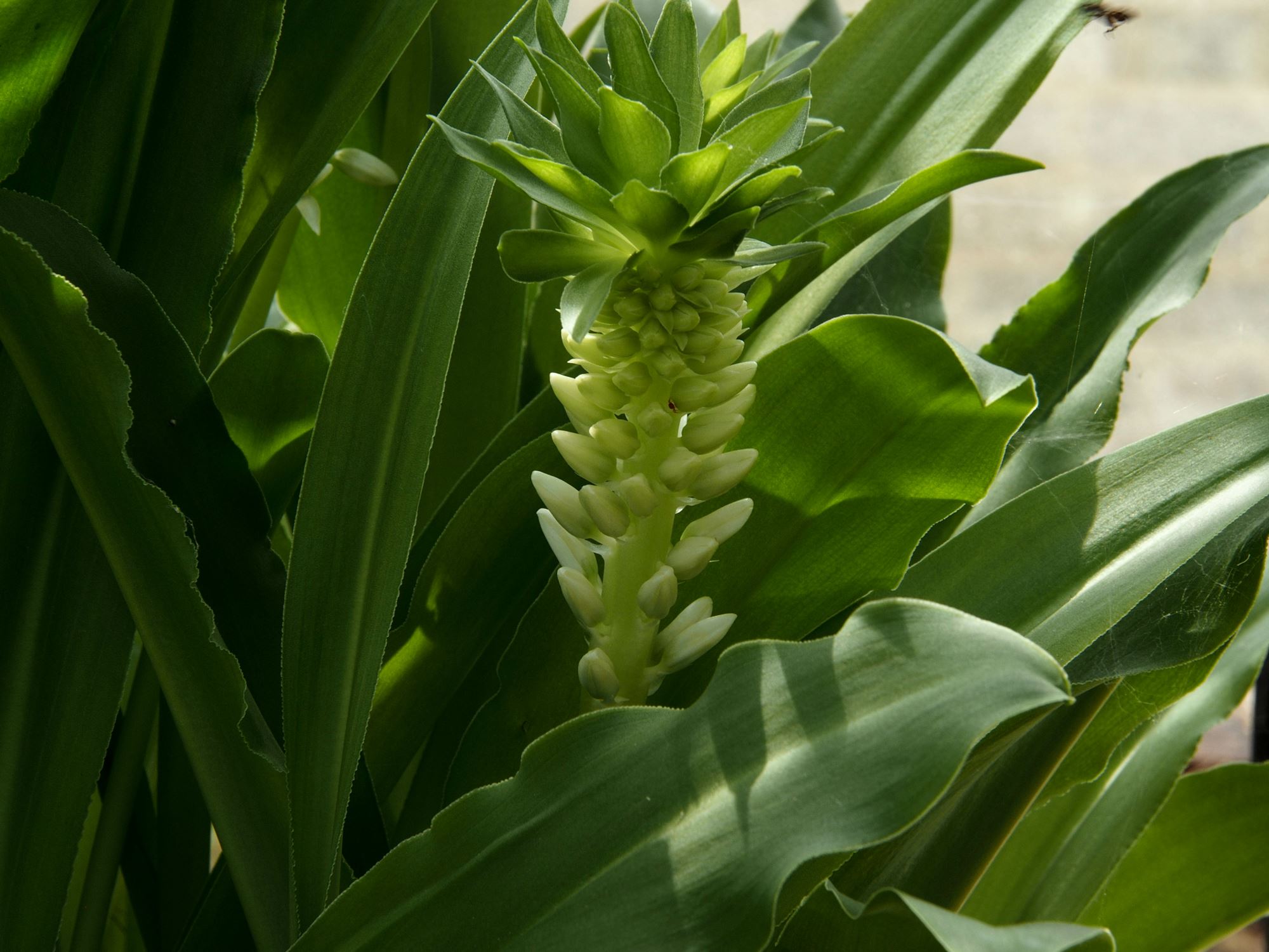 Image of Eucomis autumnalis
