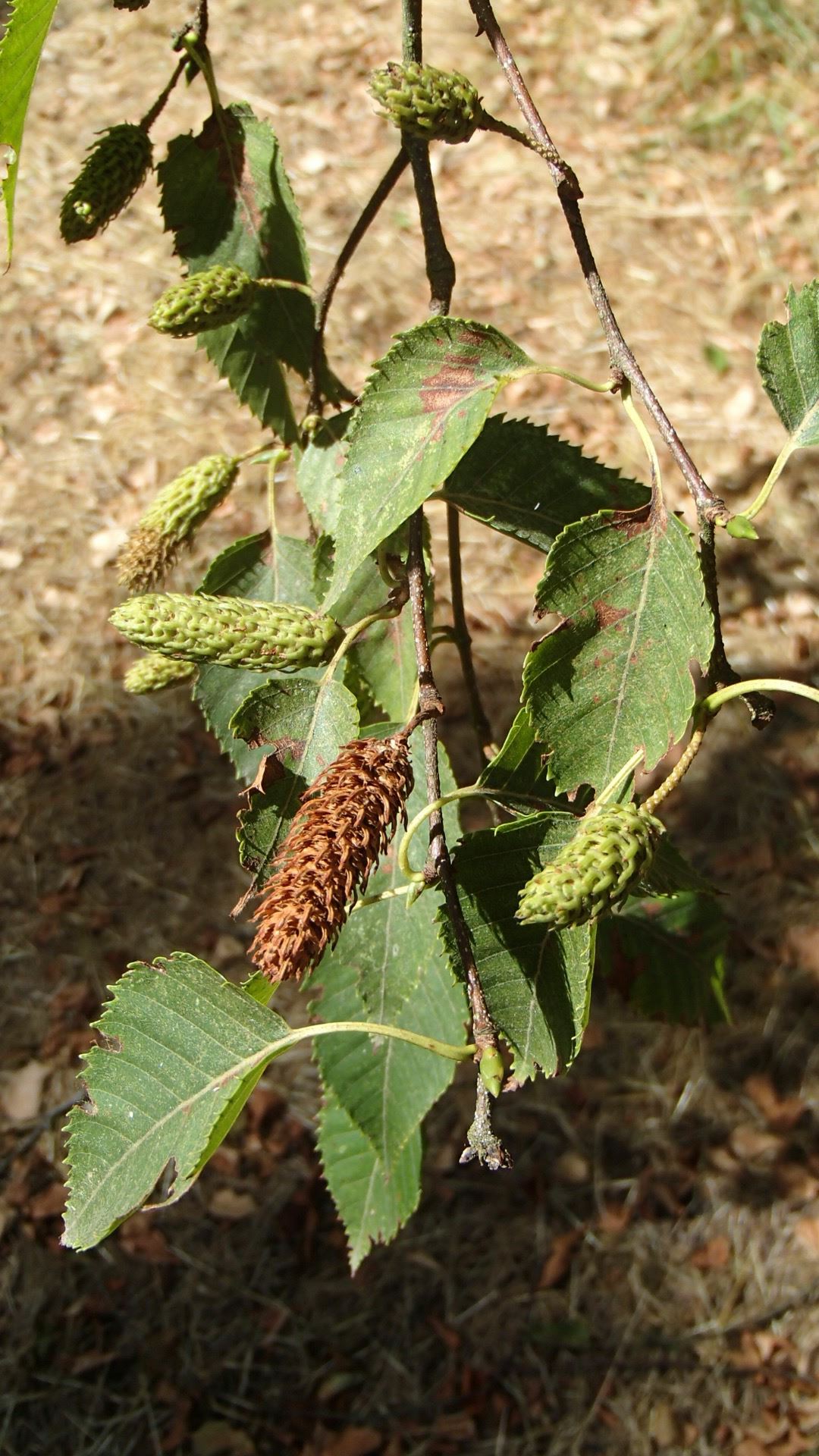 Image of Betula ermanii var. ermanii