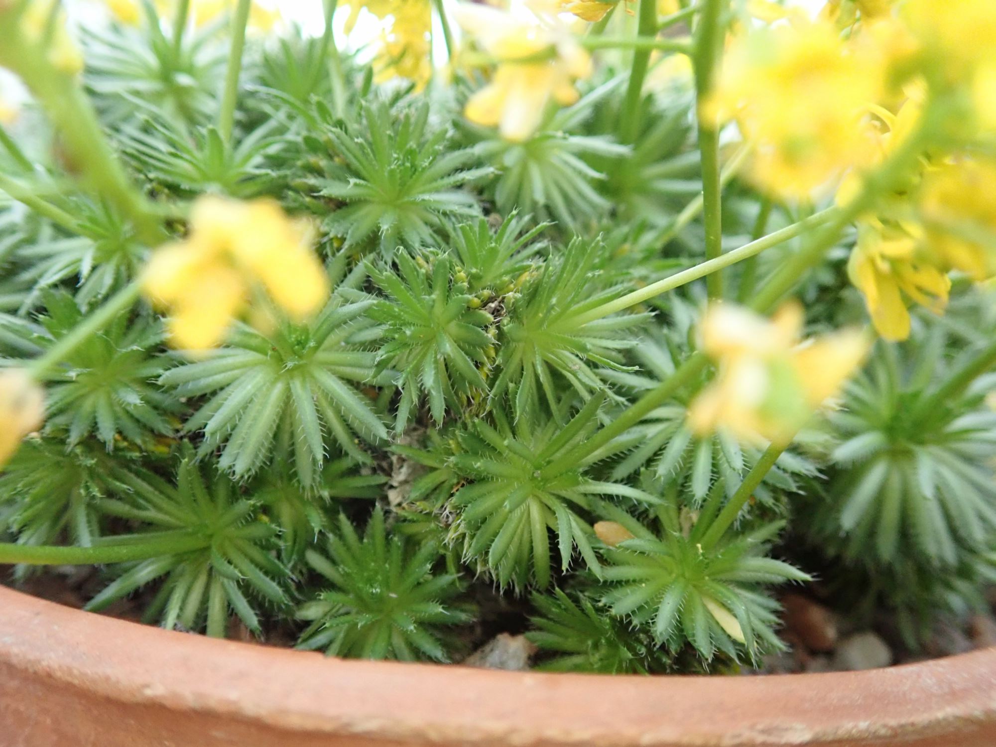 Image of Draba aizoides