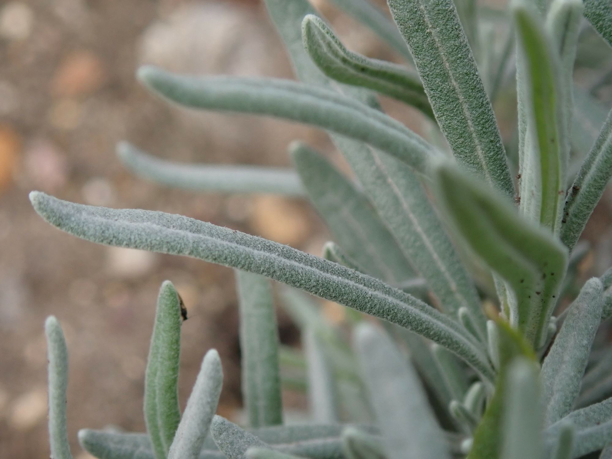 Image of Lavandula angustifolia subsp. angustifolia 'Folgate'