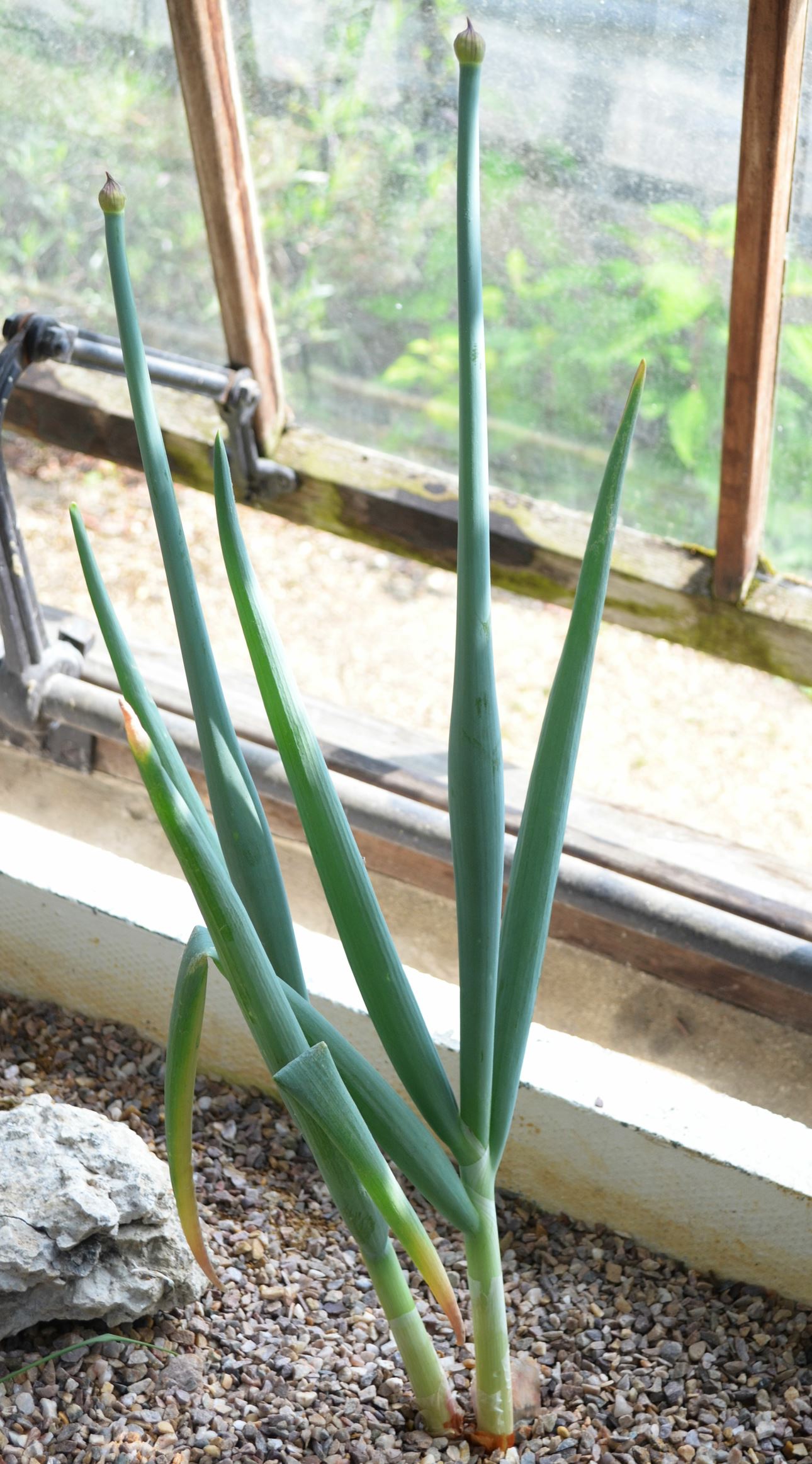 Image of Allium pskemense