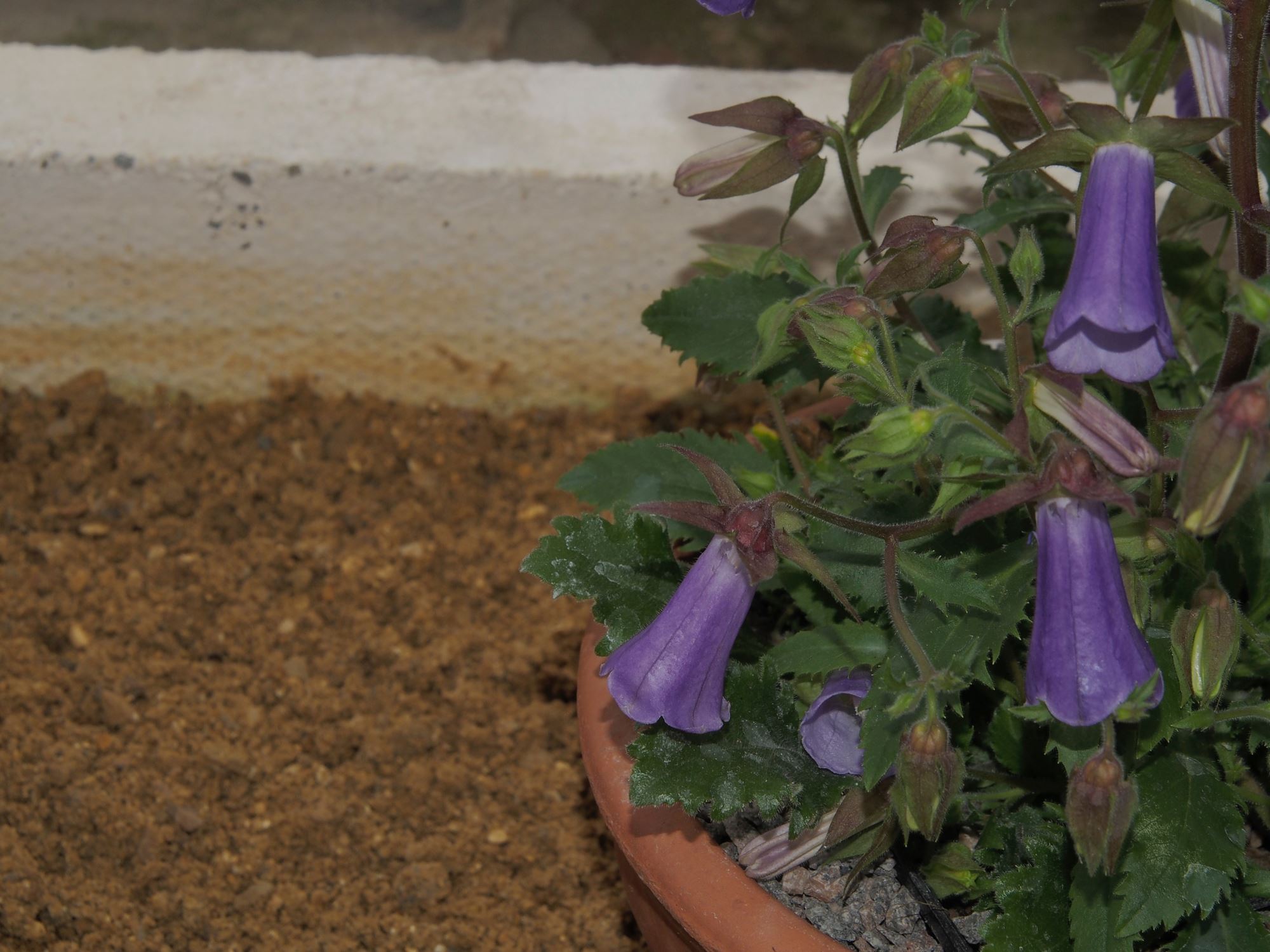 Image of Campanula wanneri