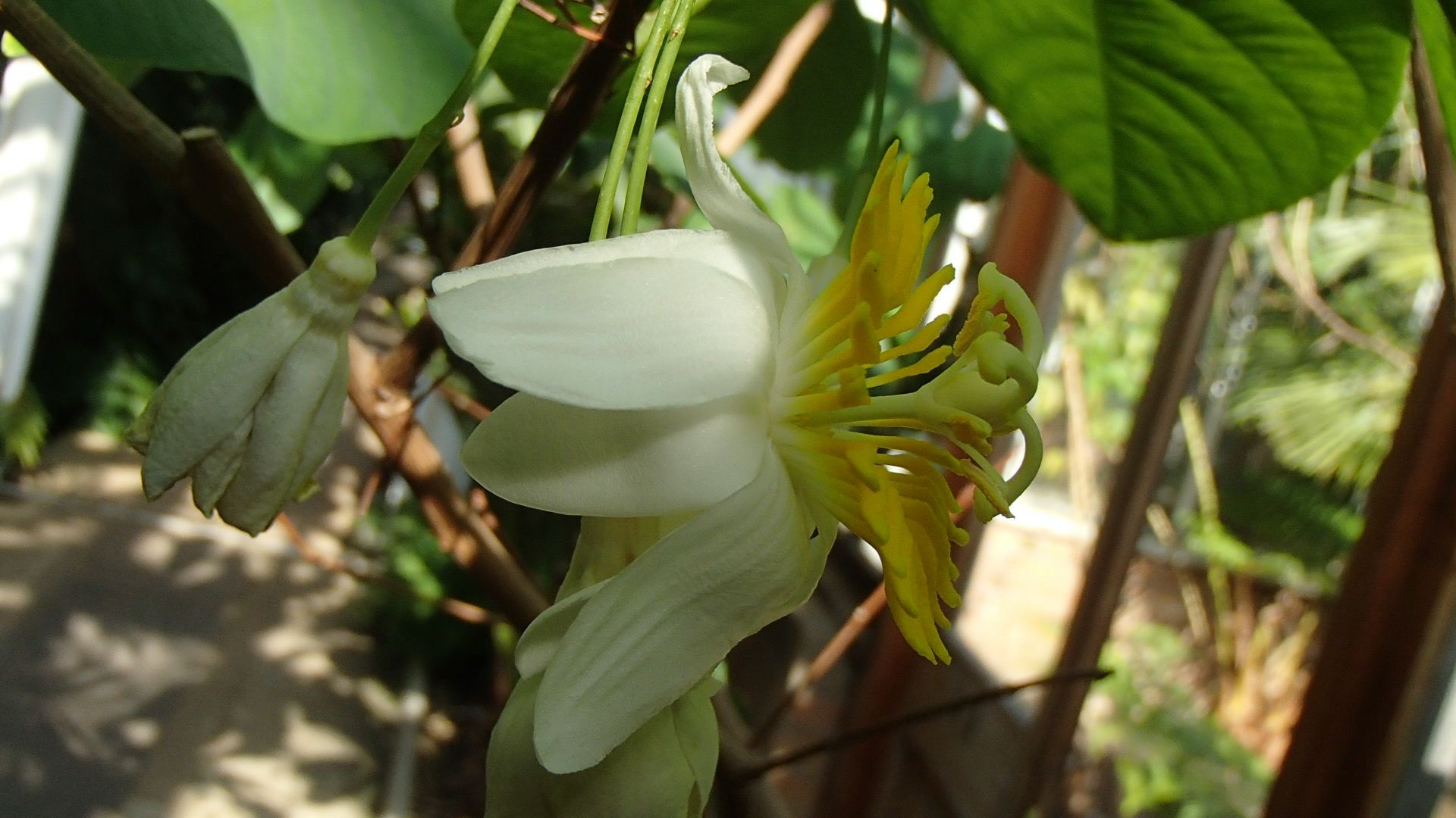 Image of Passiflora emarginata