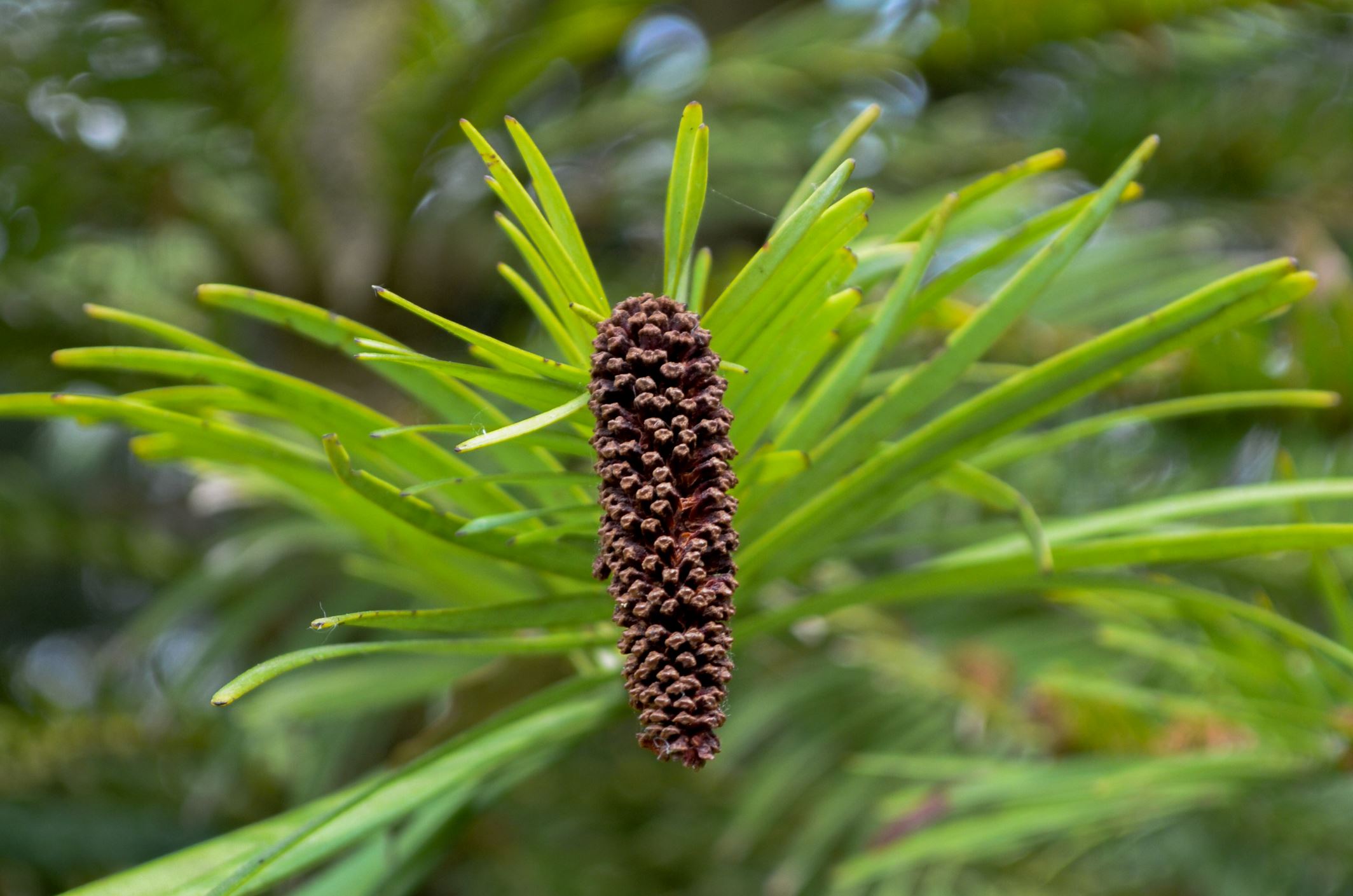 Image of Wollemia nobilis