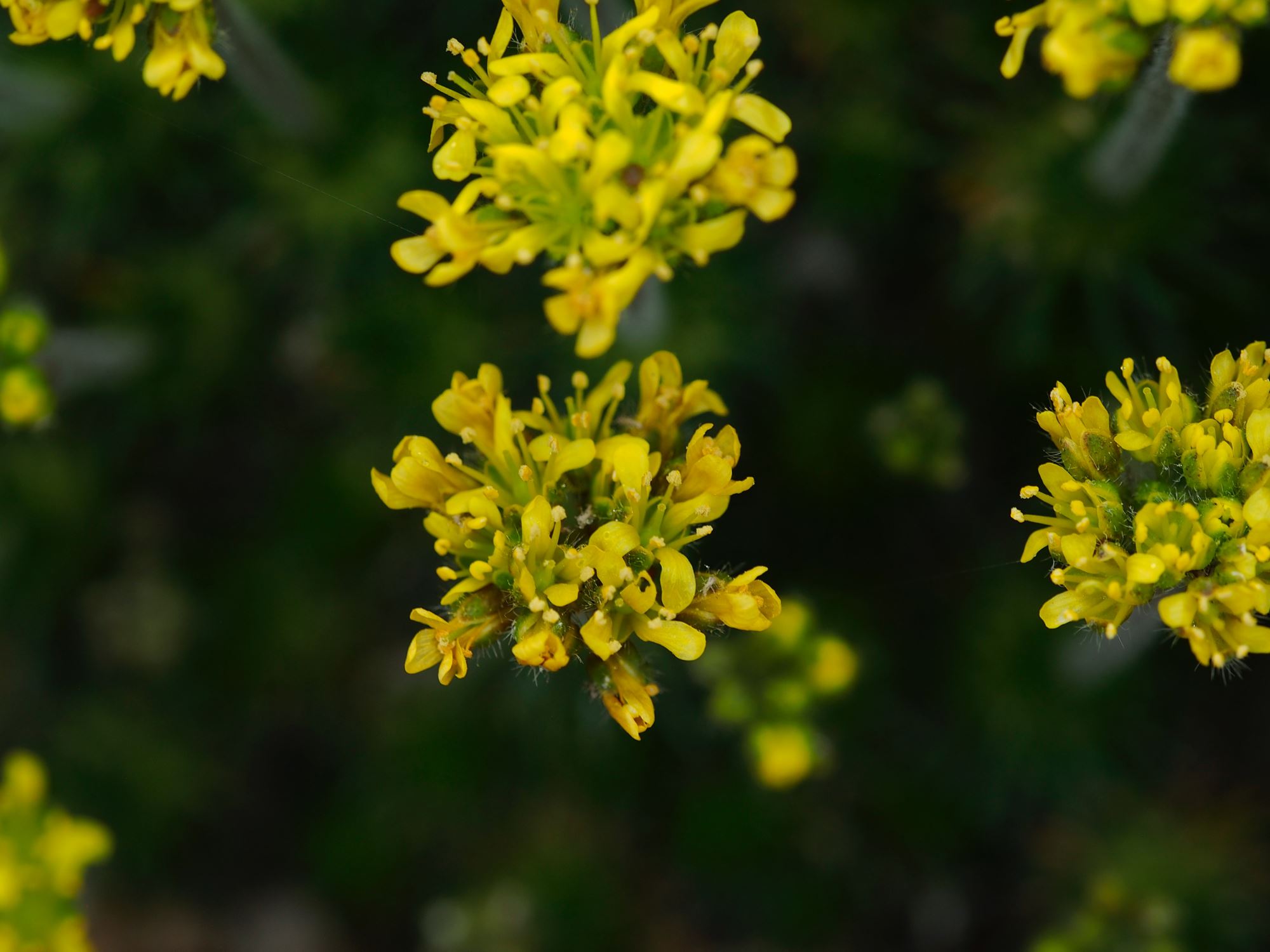 Image of Draba cretica