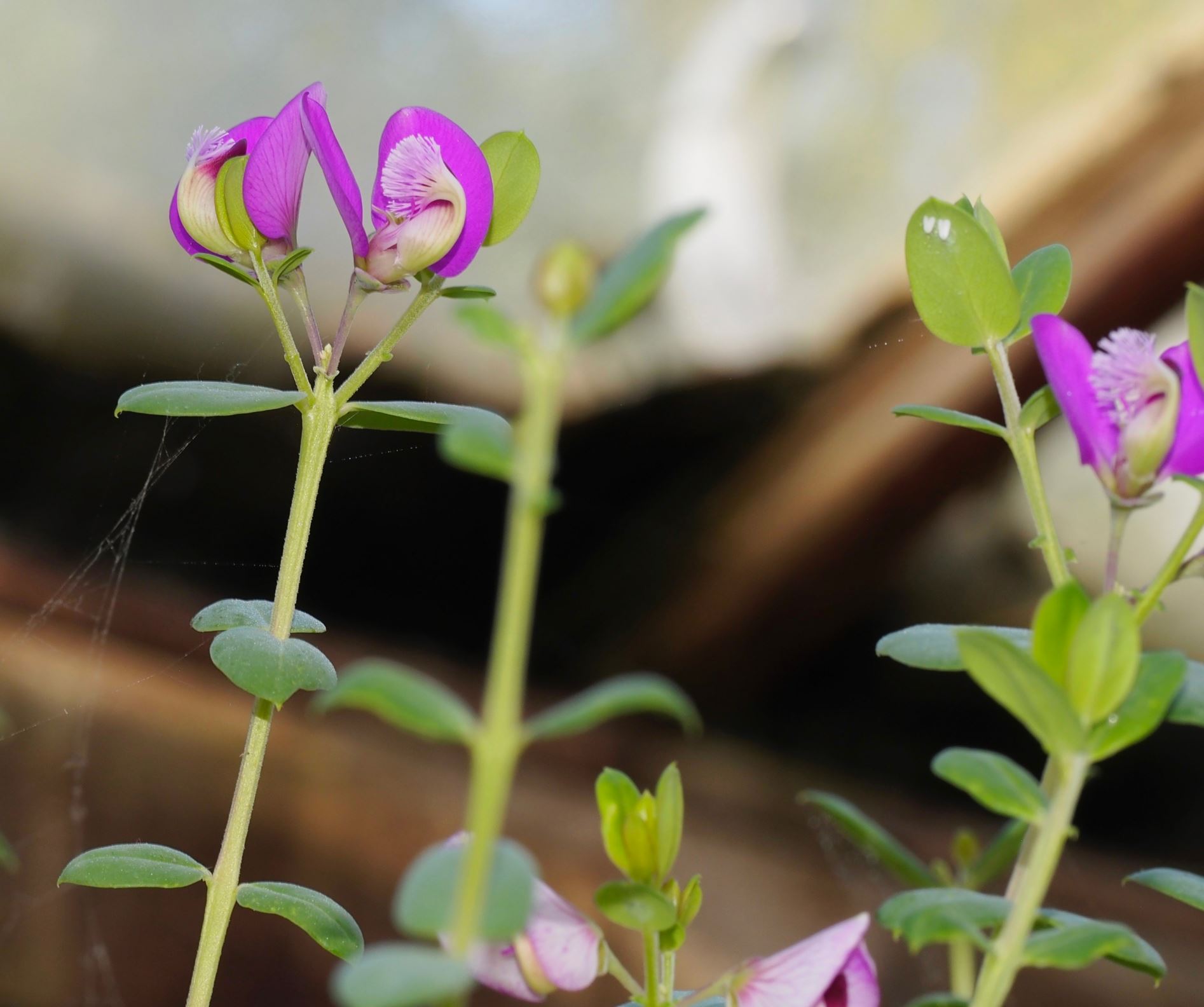 Image of Polygala fruticosa