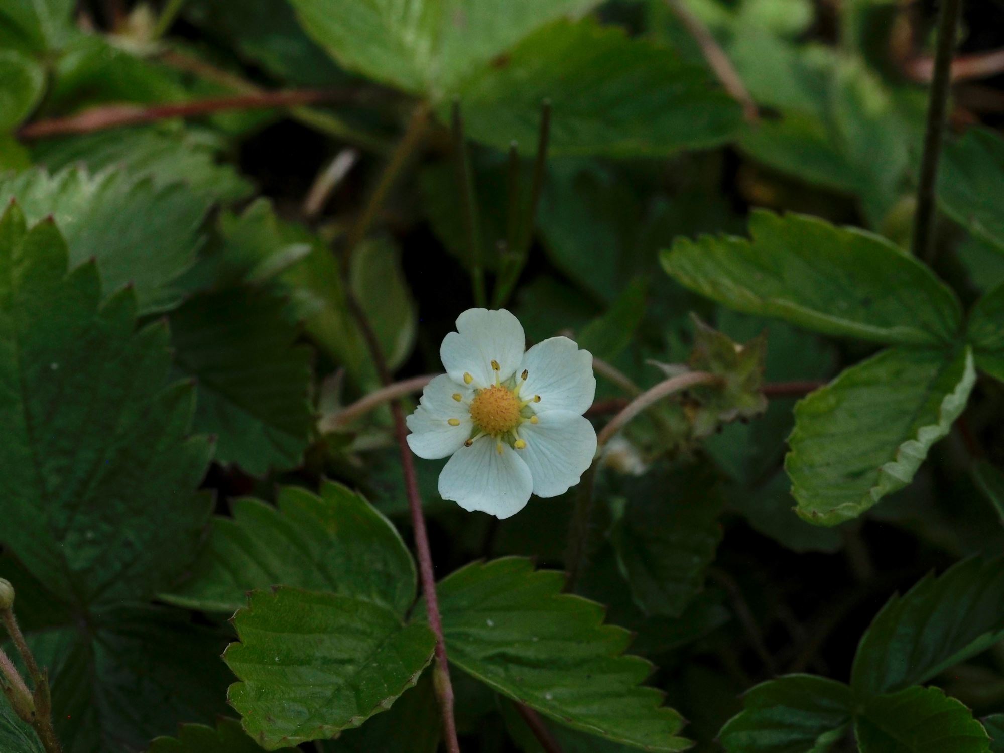 Image of Fragaria vesca