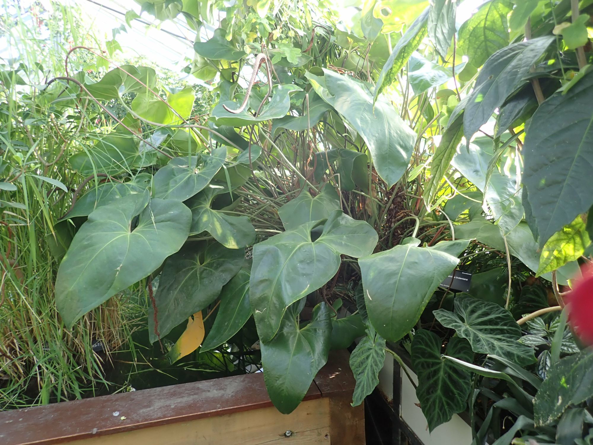 Image of Anthurium verapazense