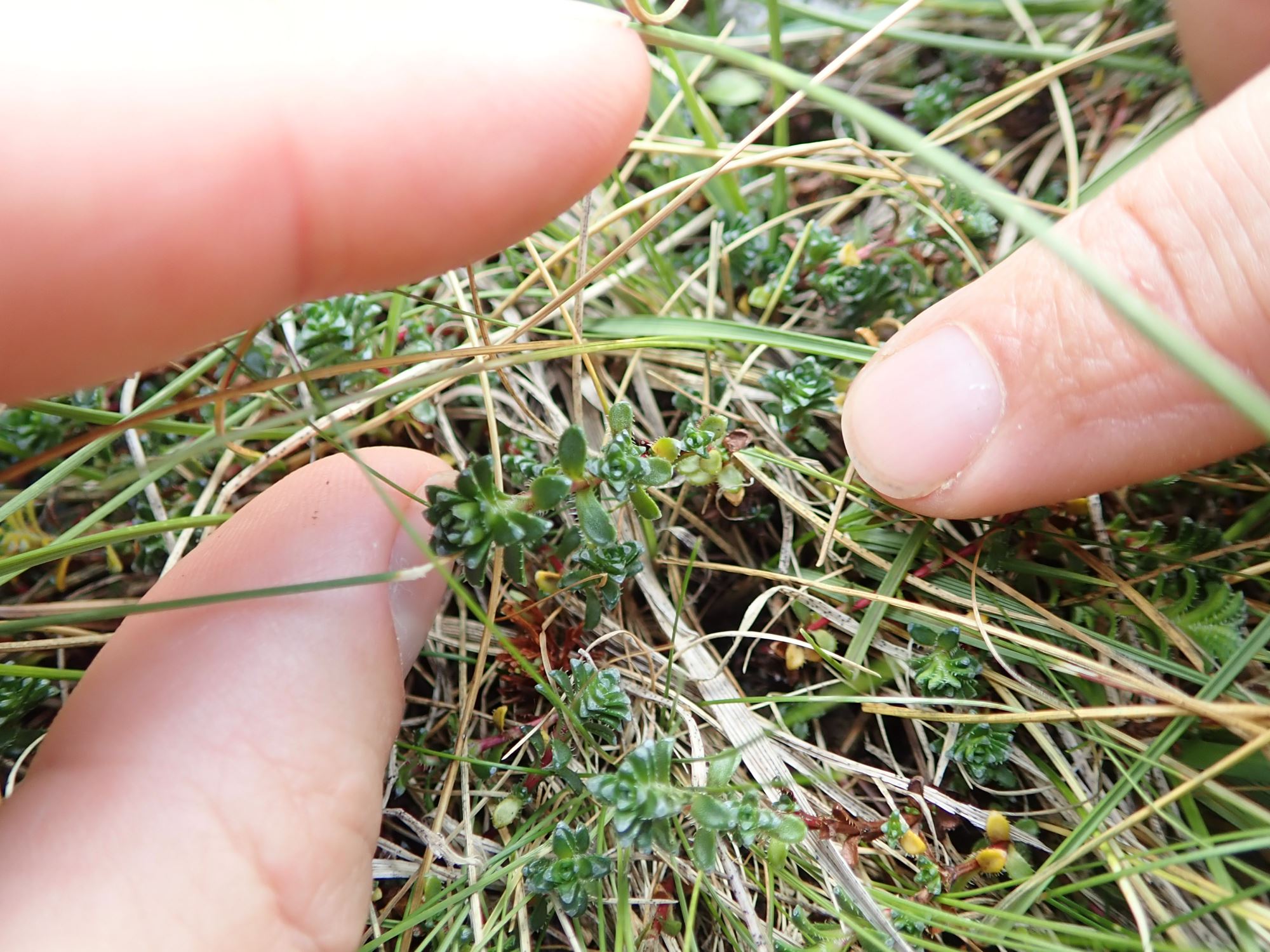 Image of Saxifraga oppositifolia
