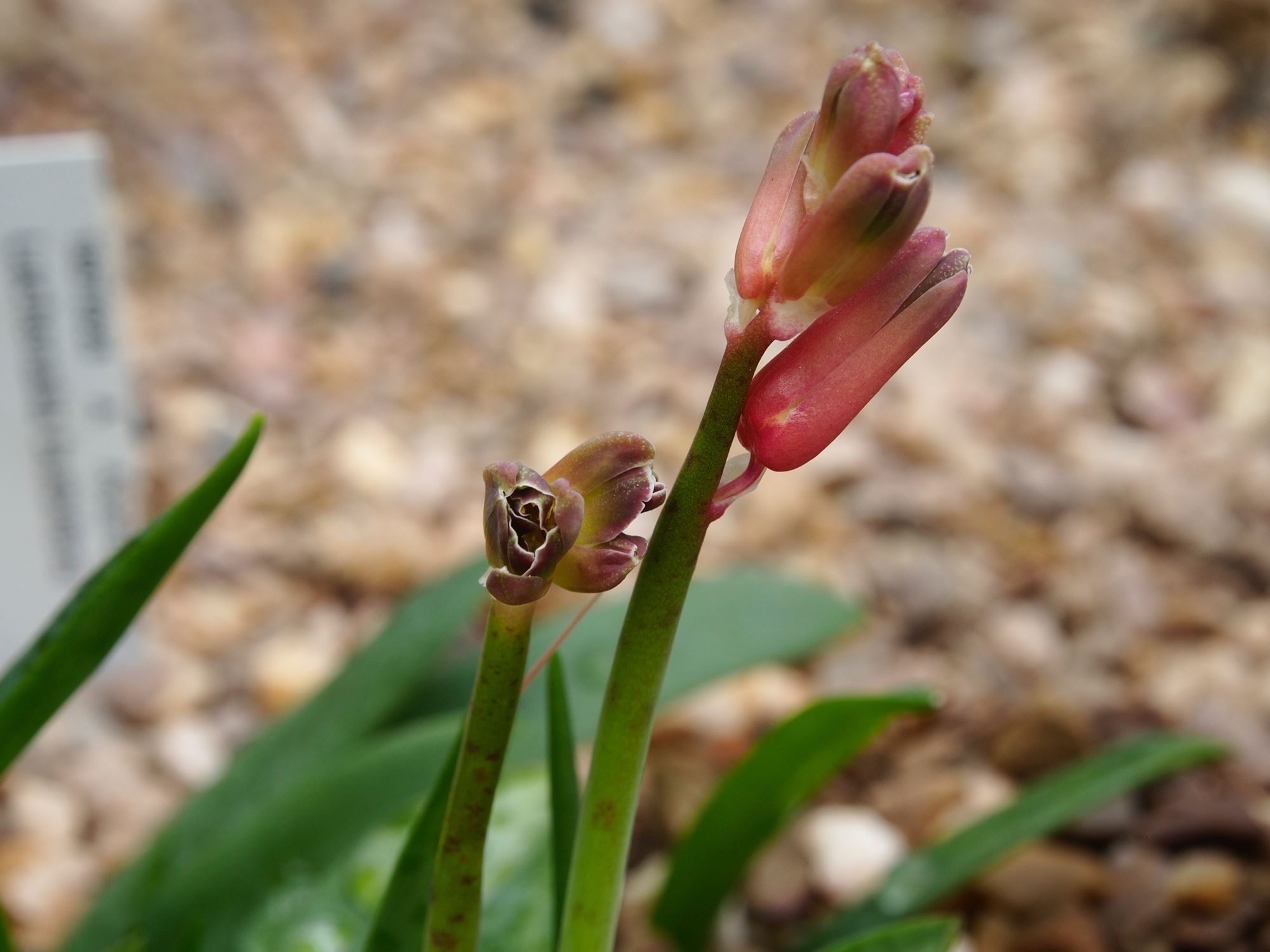 Image of Lachenalia bulbifera