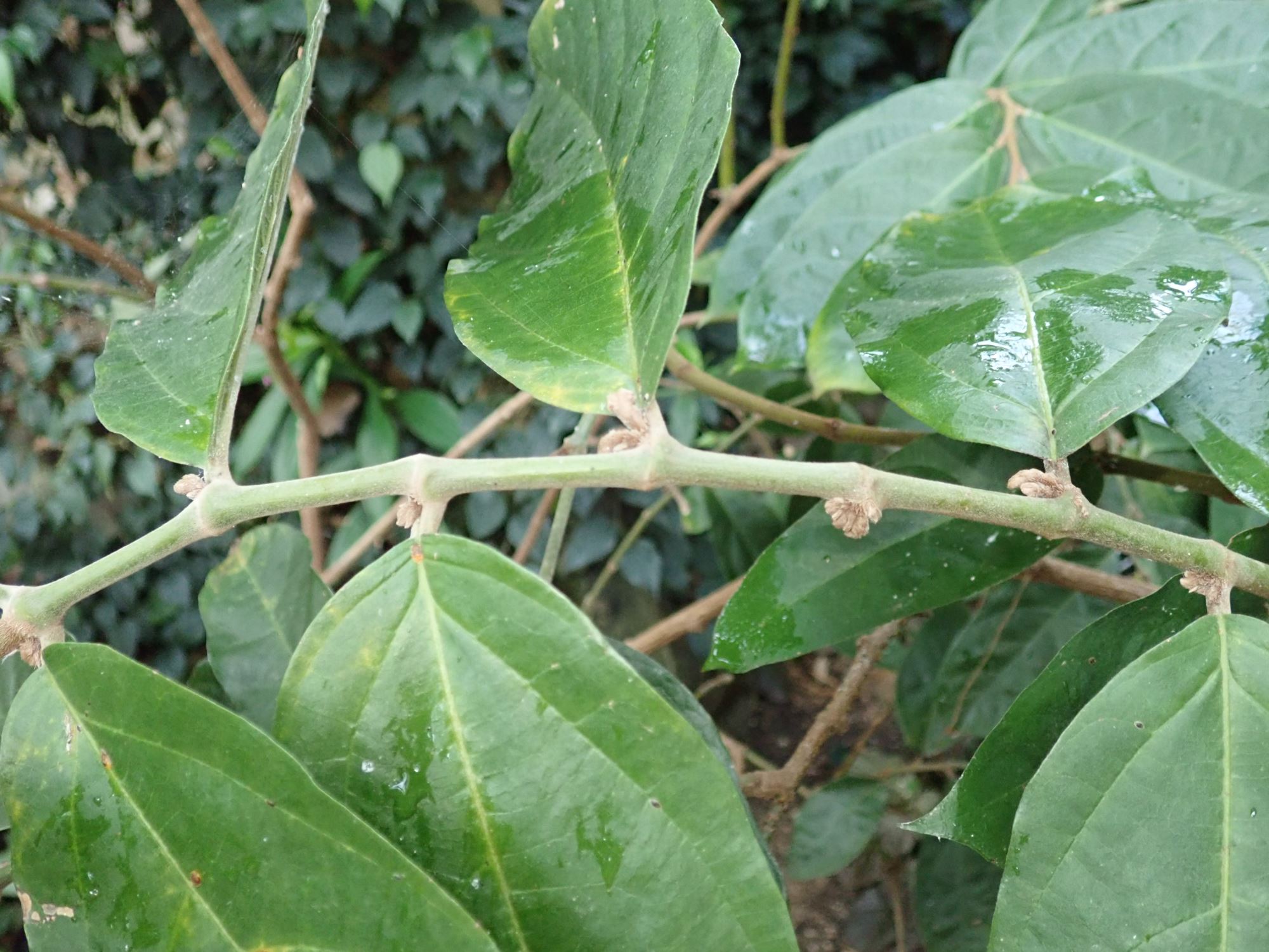 Image of Aristolochia arborea
