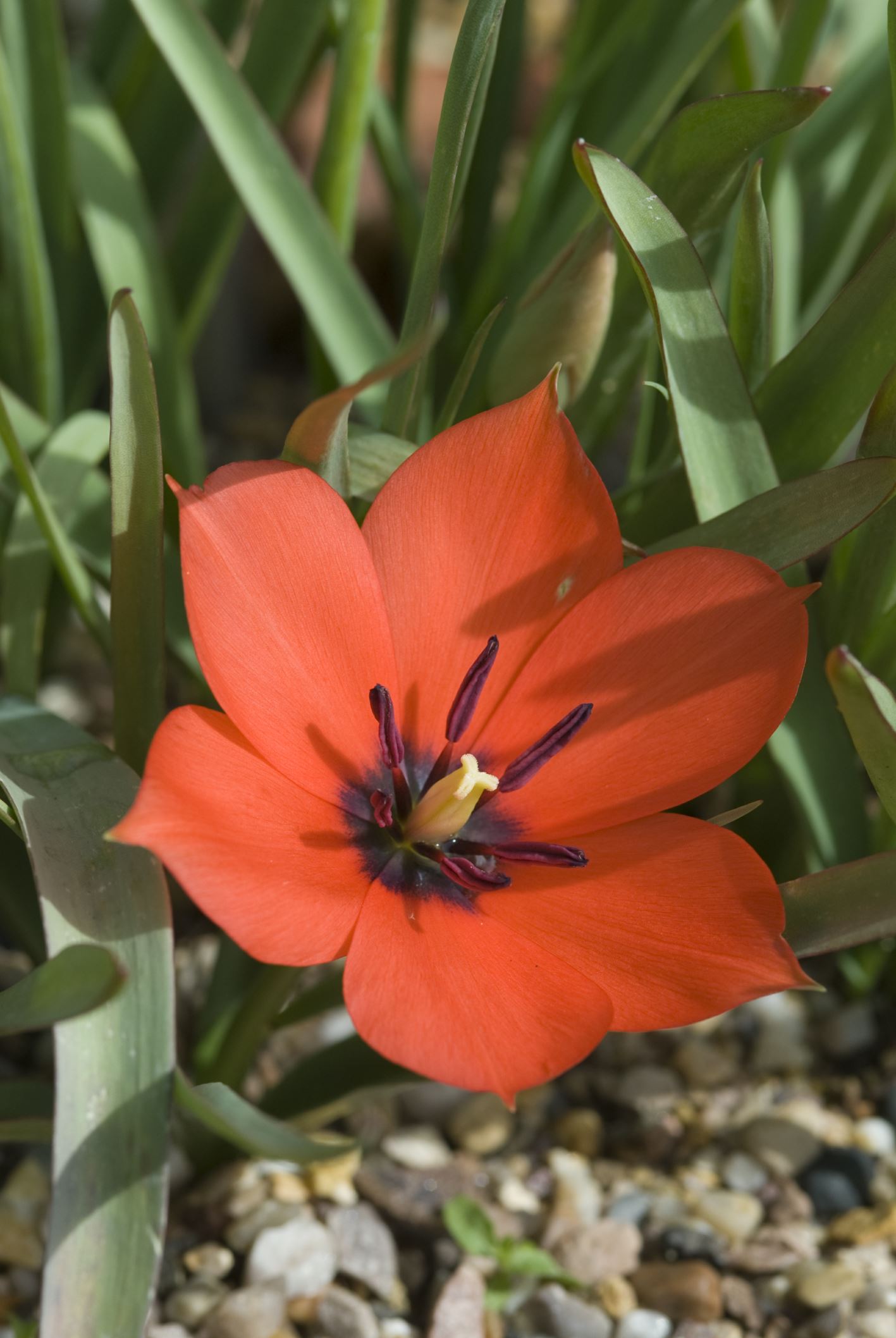 Image of Tulipa linifolia 'Scarlet'