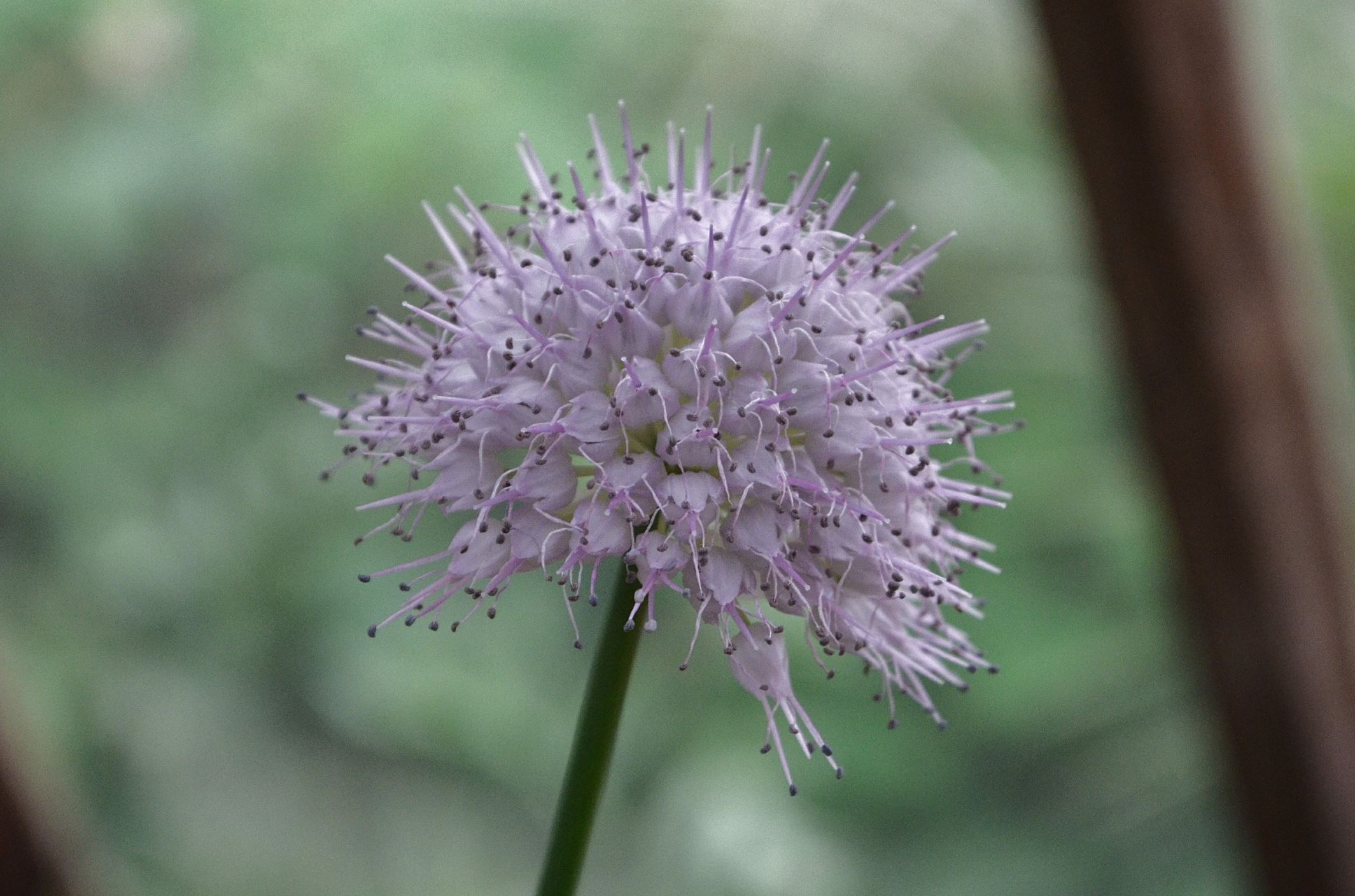 Image of Allium carolinianum