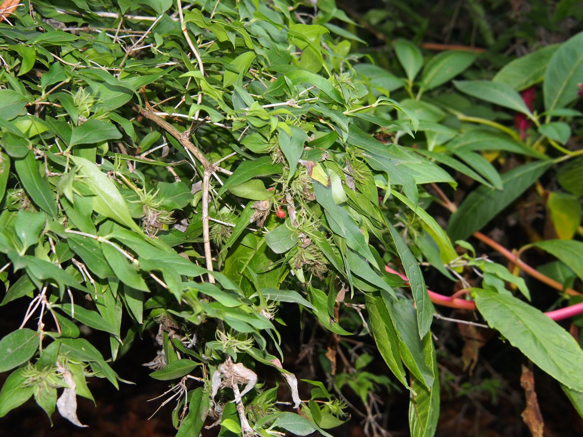 Image of Abelia triflora