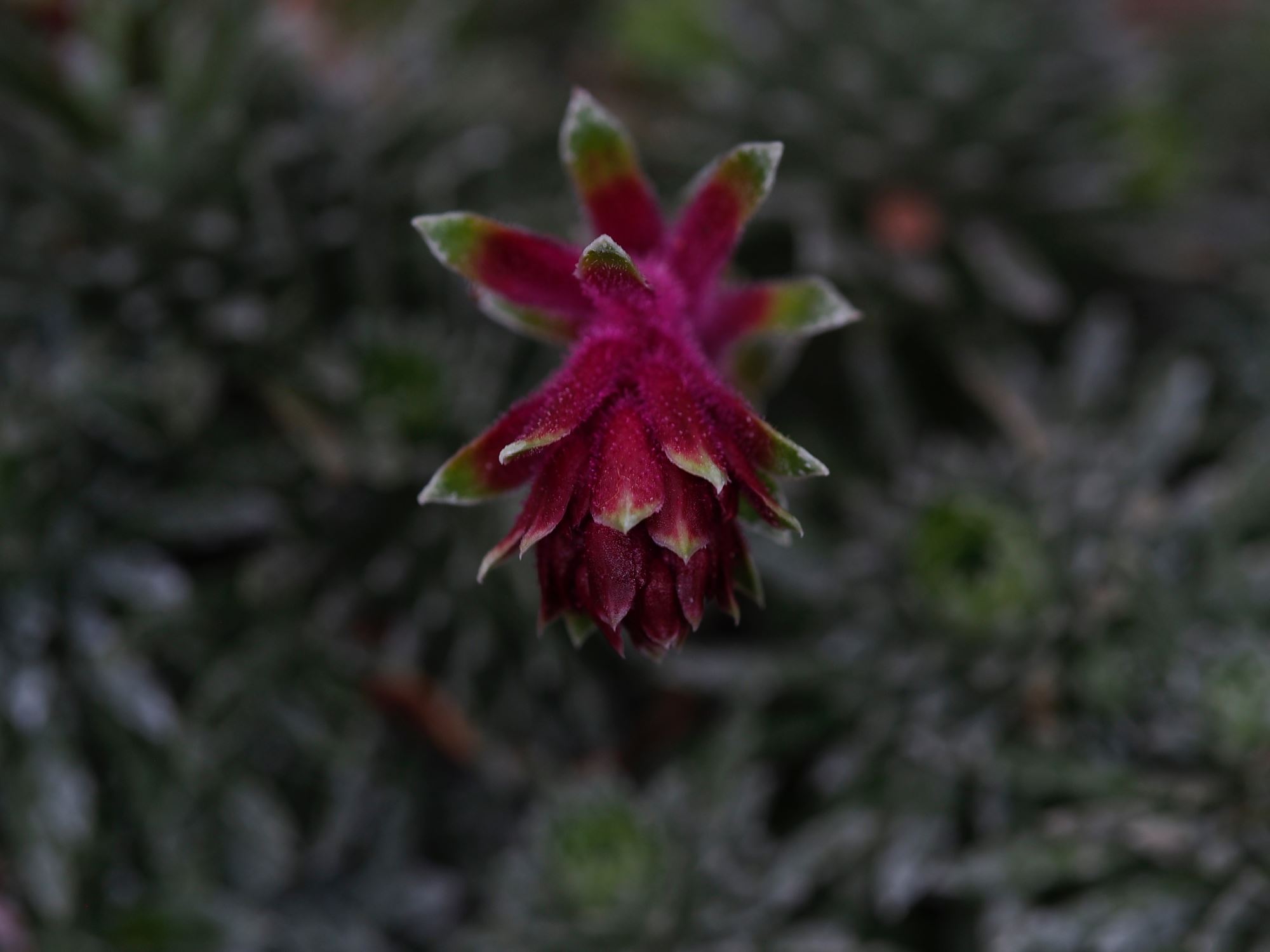 Image of Saxifraga sempervivum