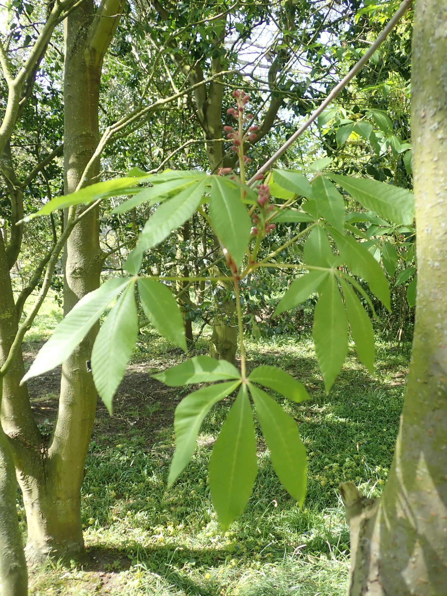 Image of Aesculus pavia