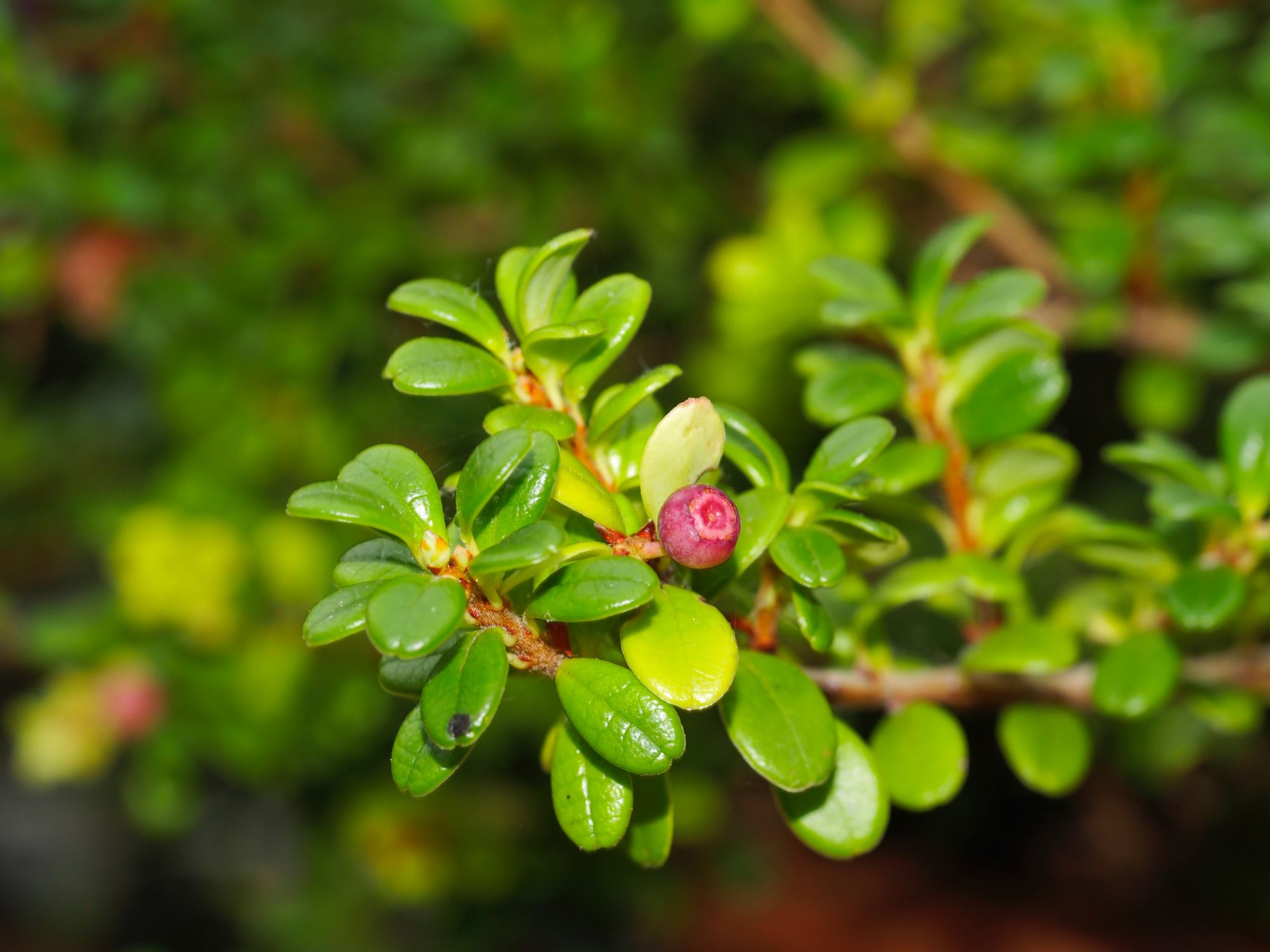 Image of Vaccinium delavayi