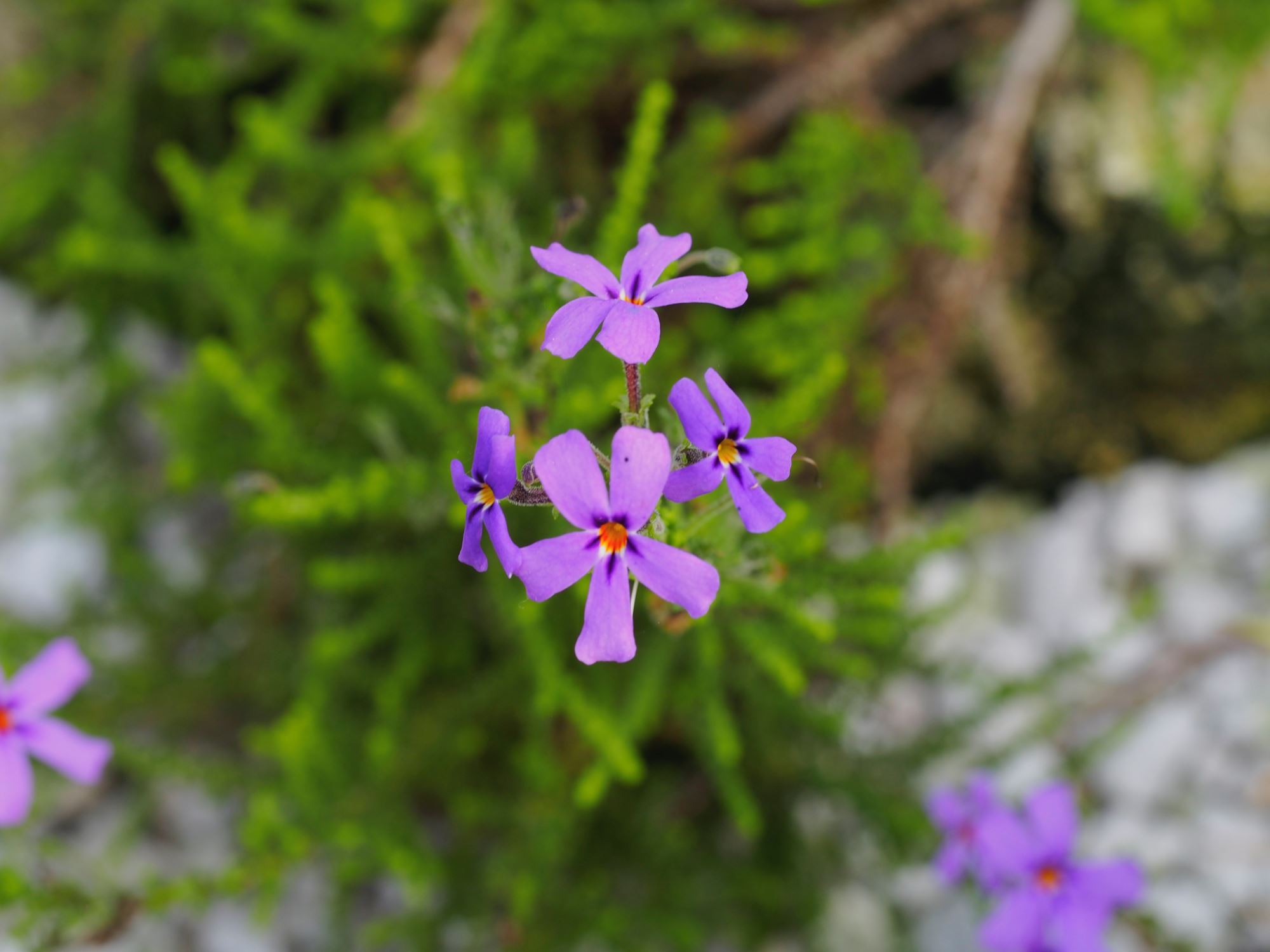 Image of Rhodohypoxis milloides