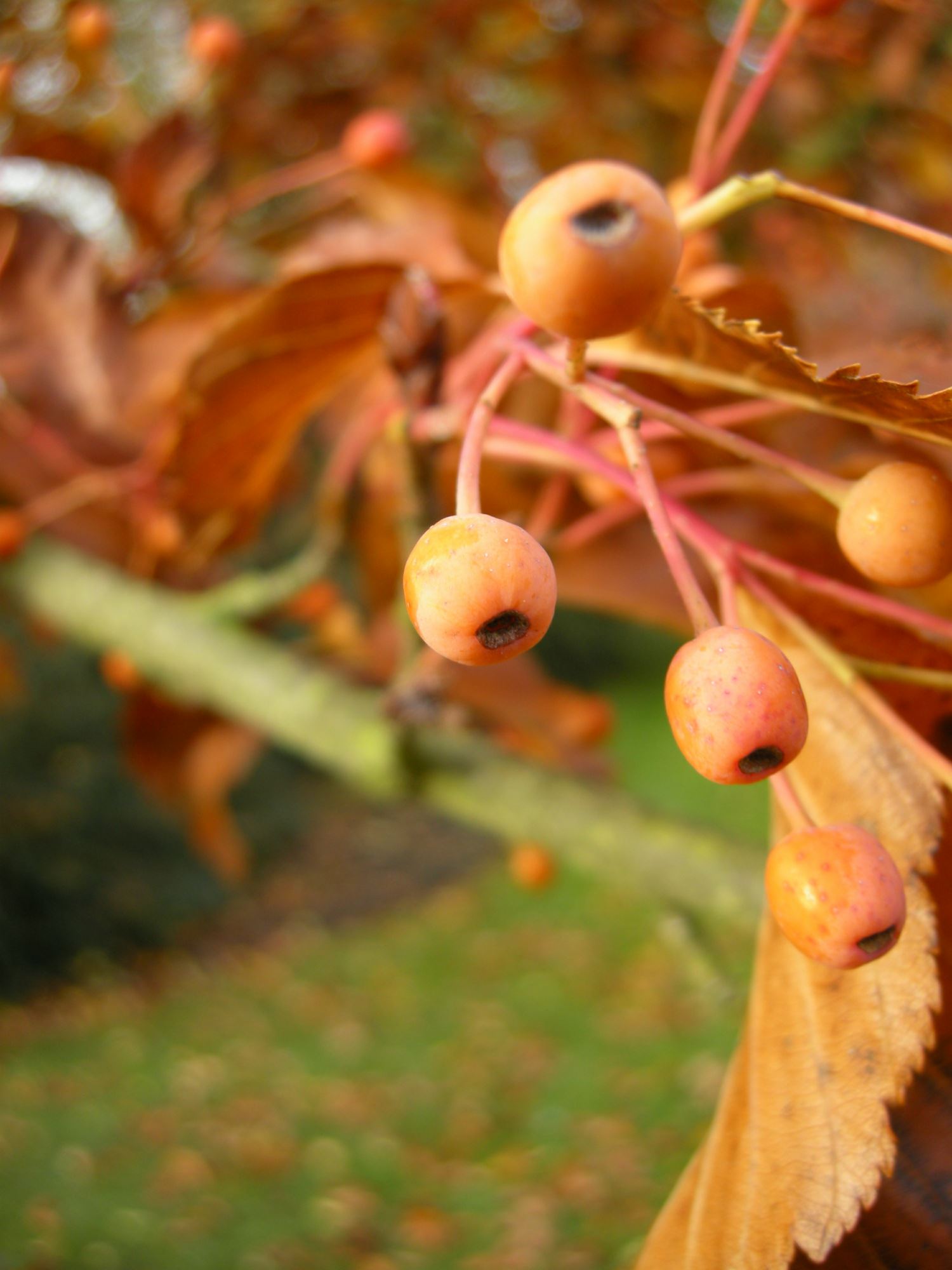 Image of Sorbus alnifolia