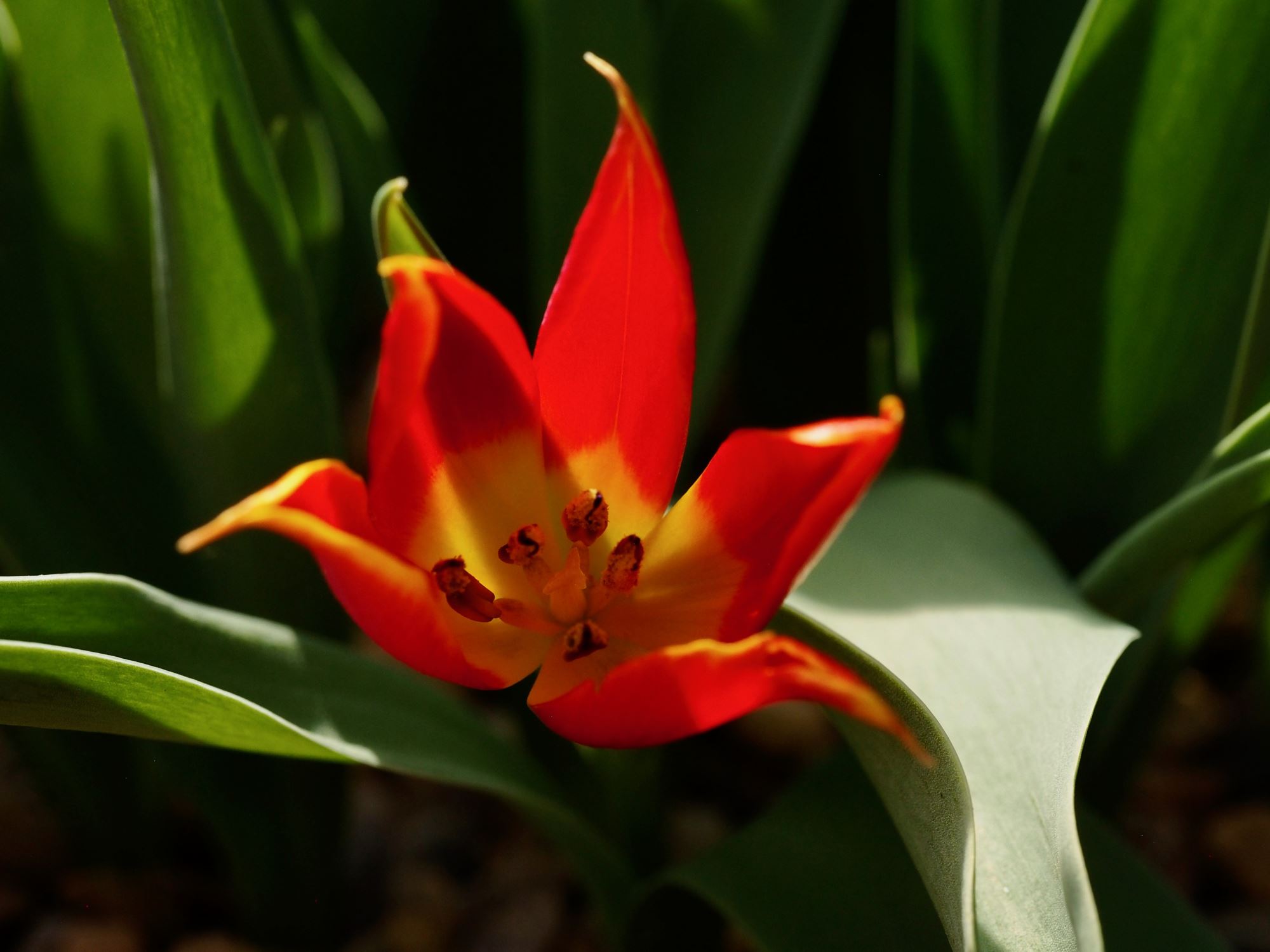 Image of Tulipa suaveolens