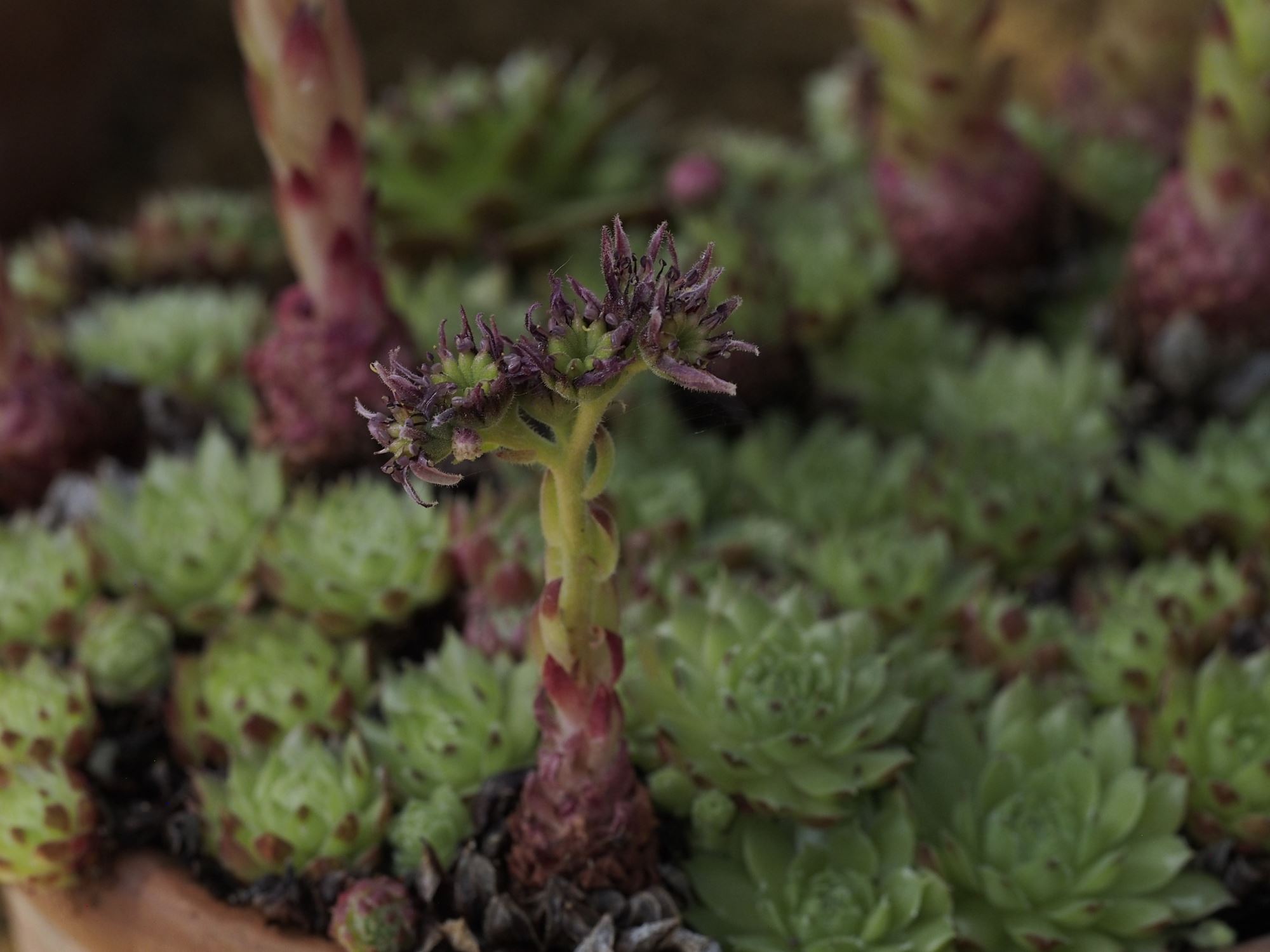 Image of Sempervivum soboliferum