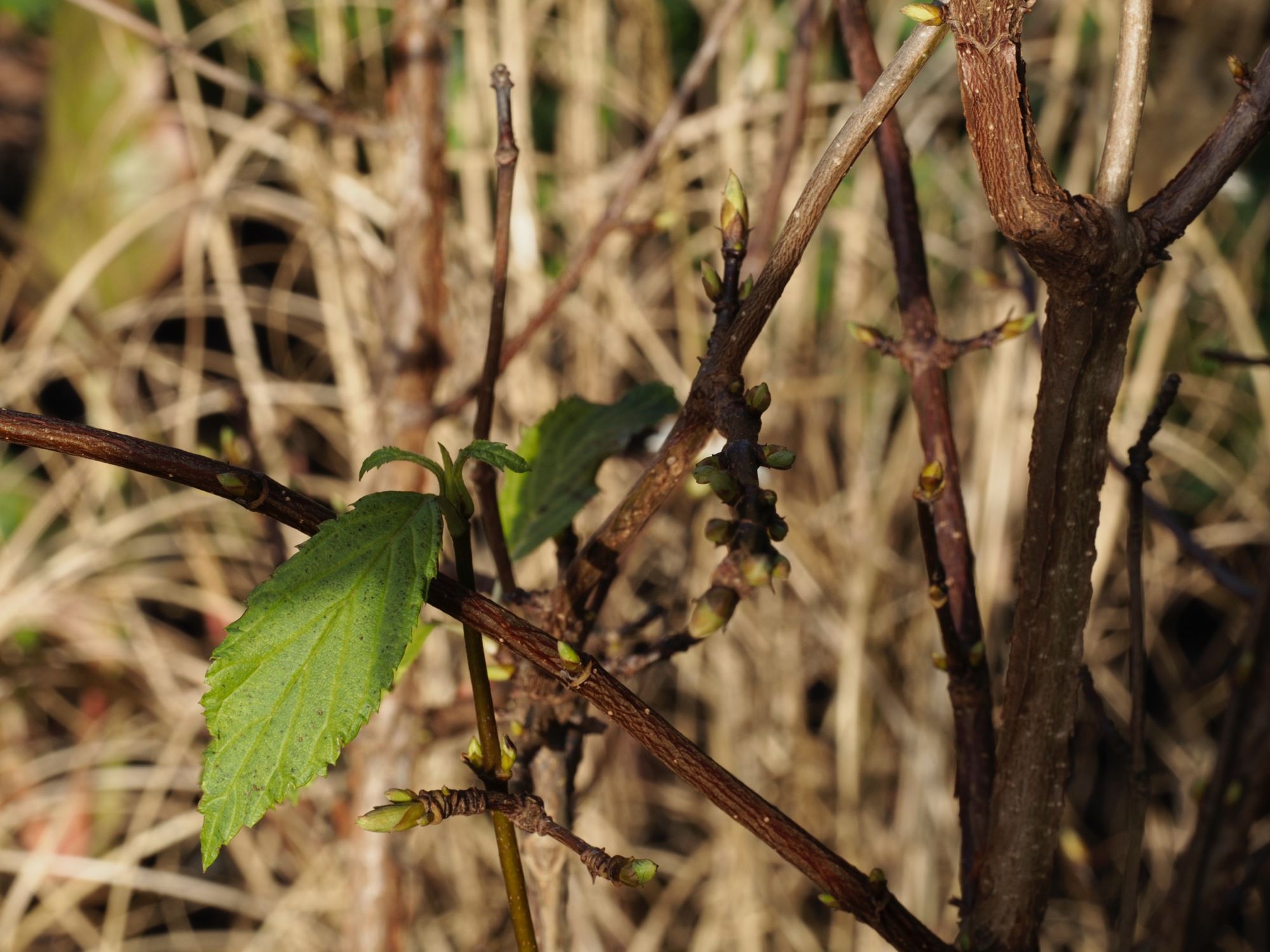 Image of Viburnum farreri 'Candidissimum'