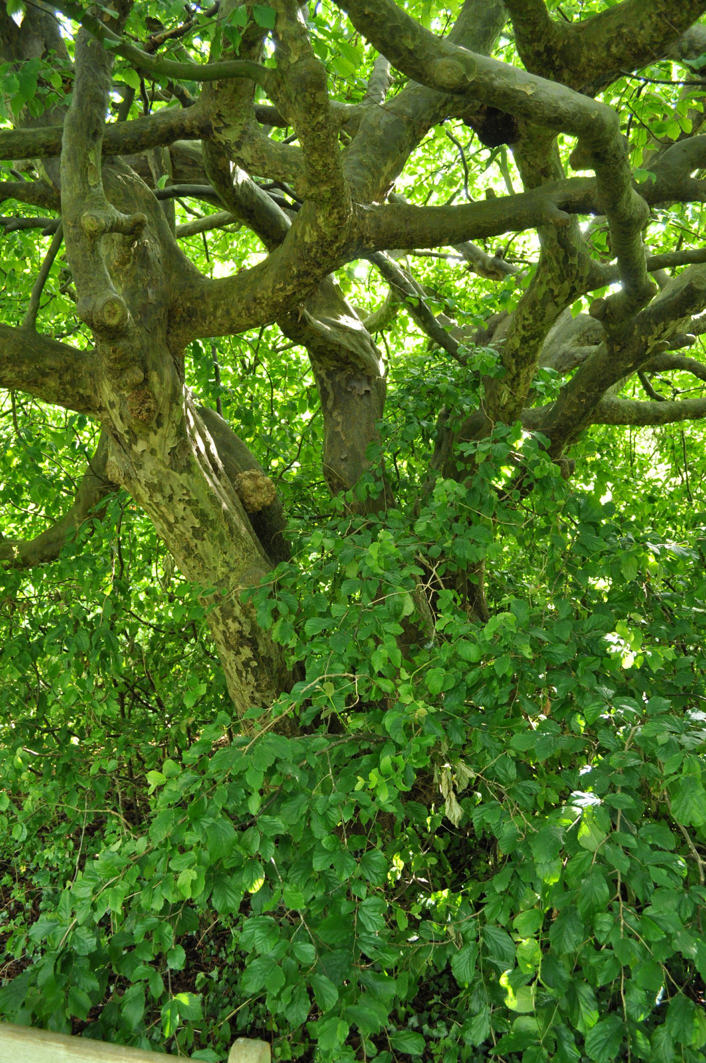 Image of Parrotia persica