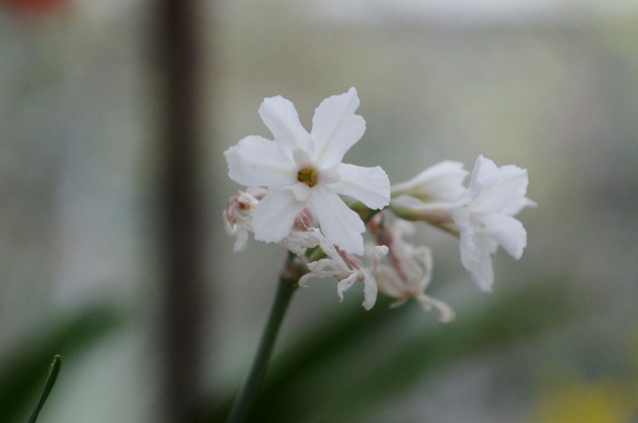 Image of Tulbaghia cominsii