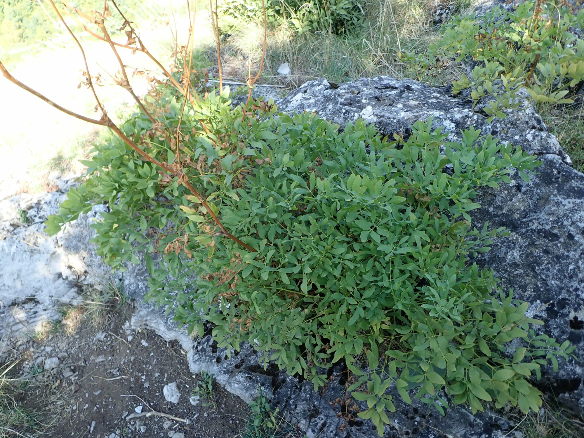 Image of Levisticum sp.