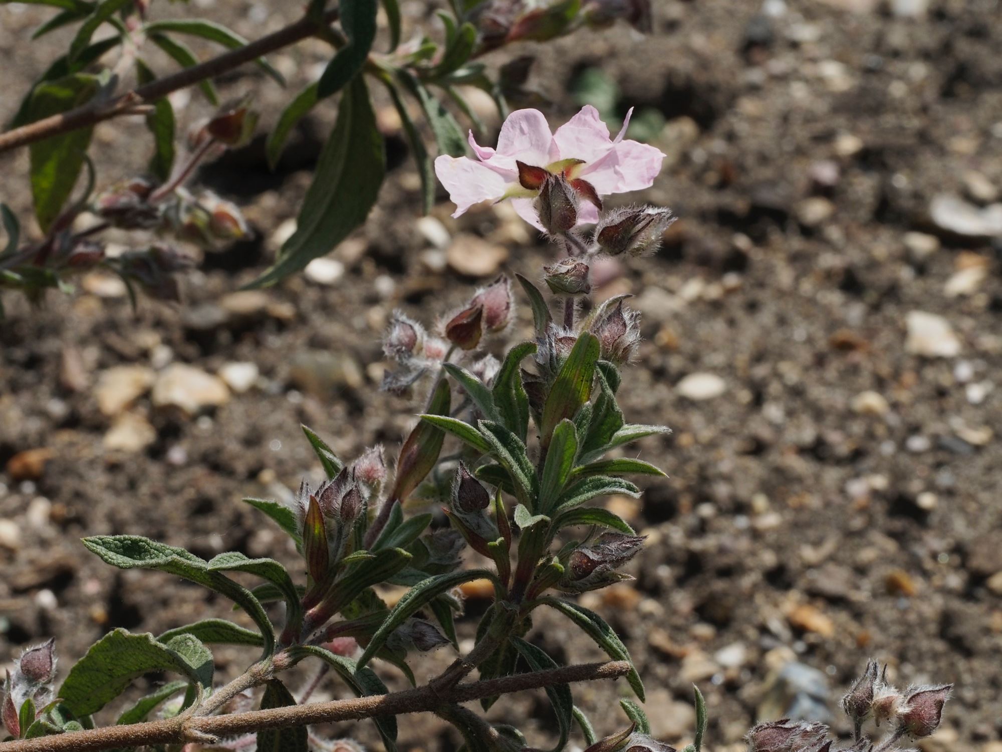 Image of Cistus Ã— skanbergii