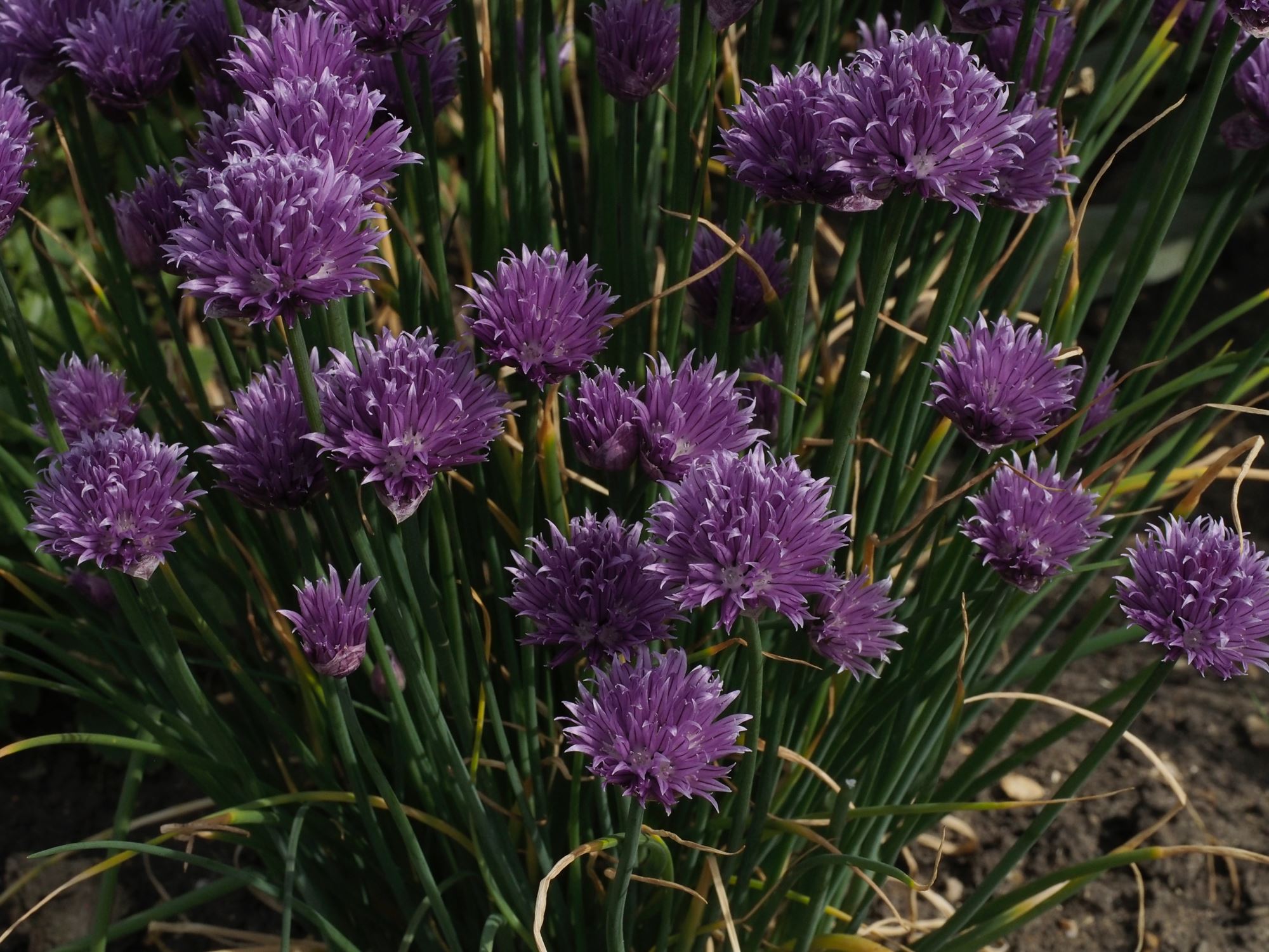Image of Allium schoenoprasum