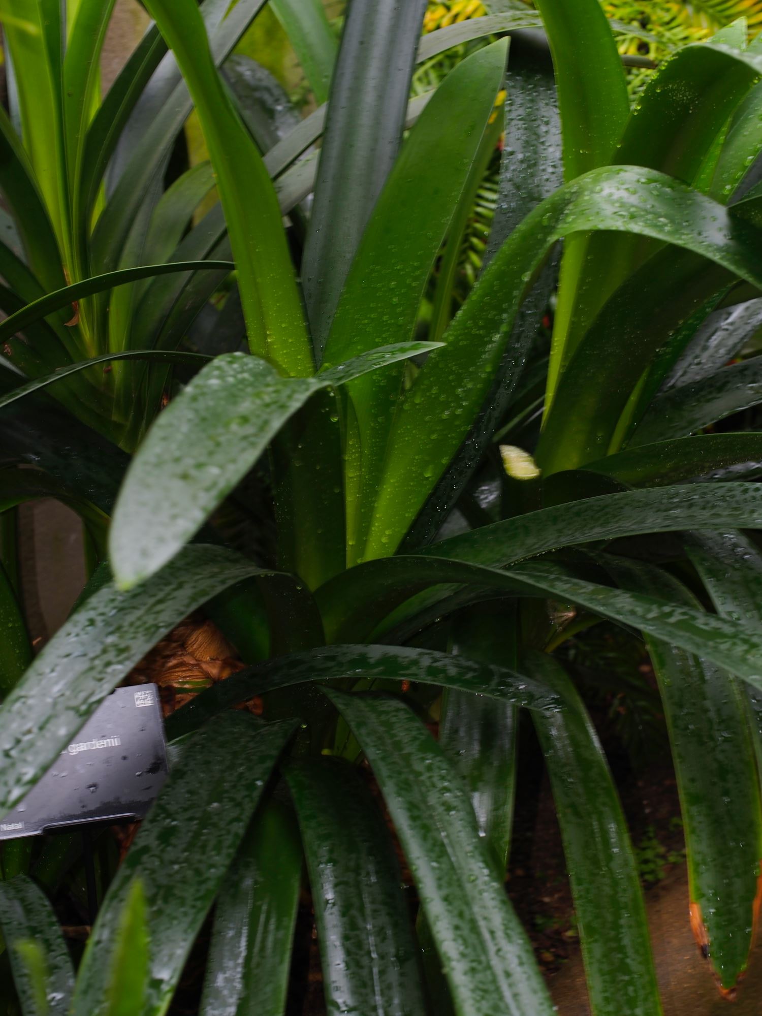 Image of Clivia gardenii