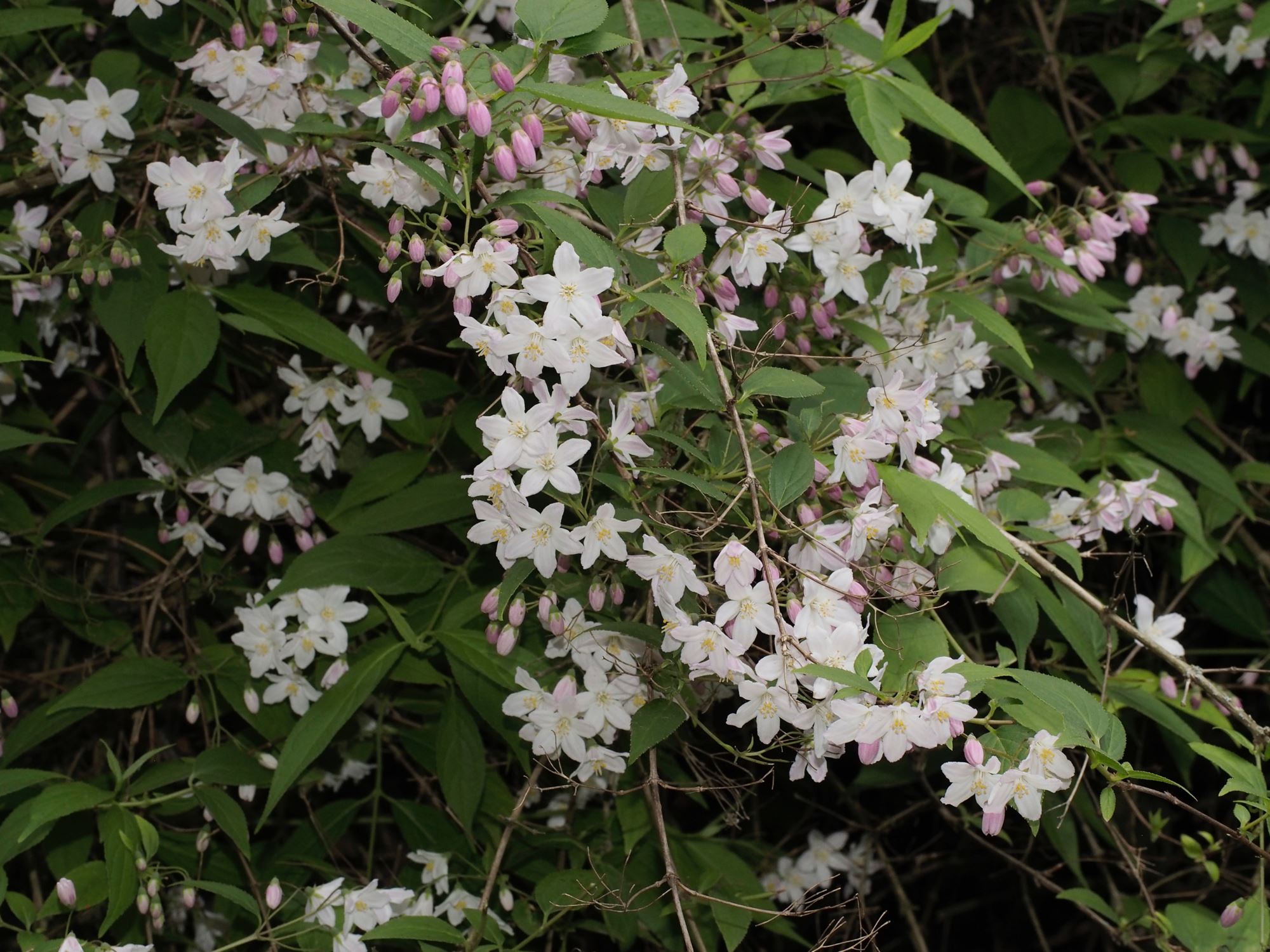 Image of Deutzia Ã— rosea