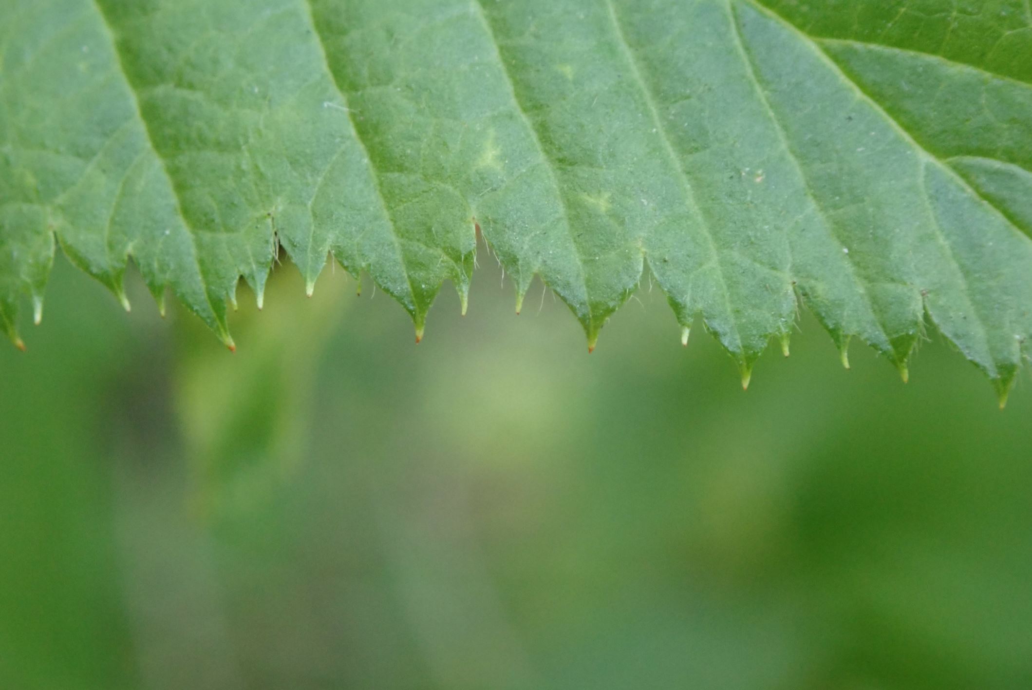 Image of Rhodotypos scandens
