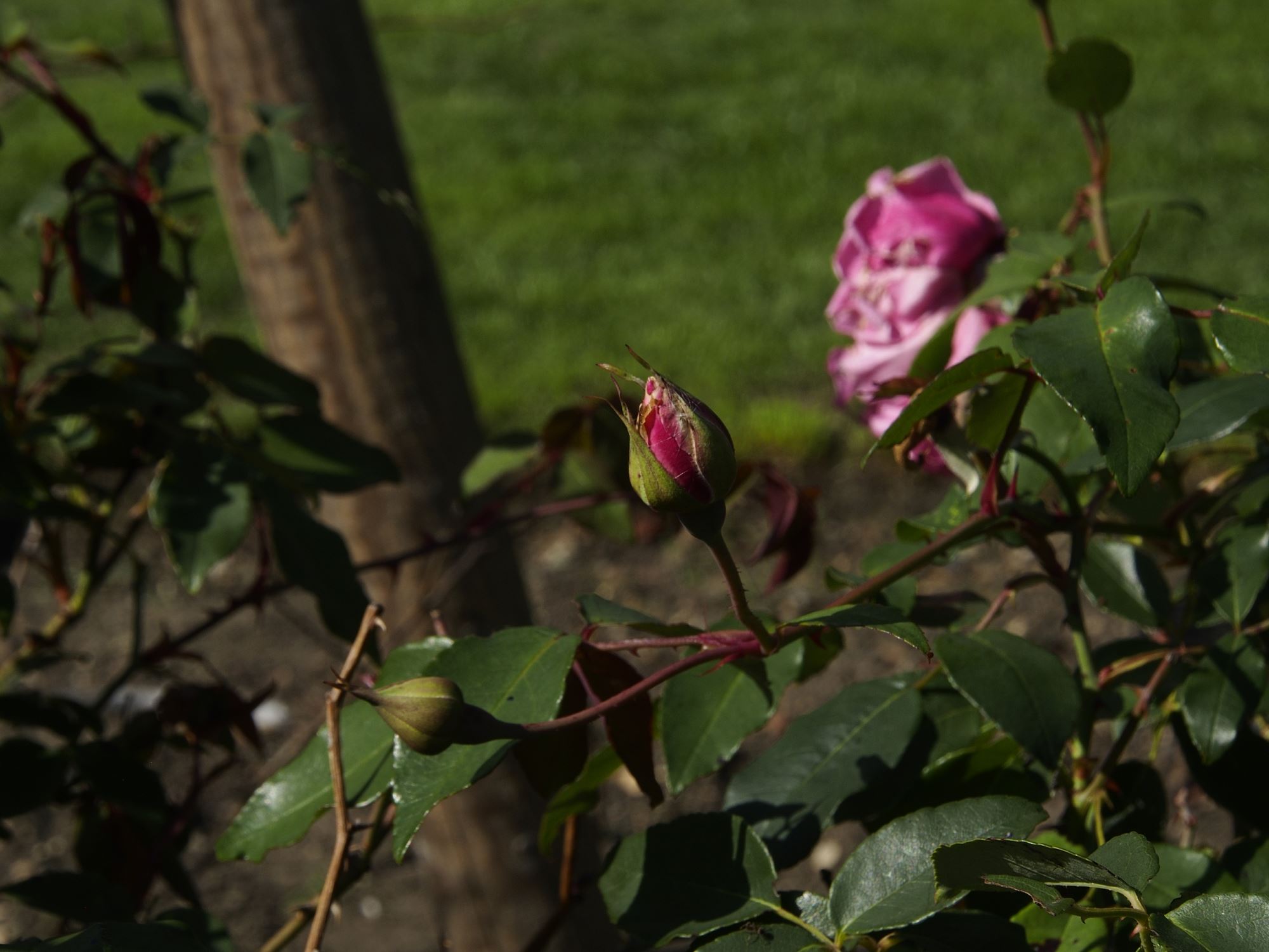 Image of Rosa 'Le Vesuve'