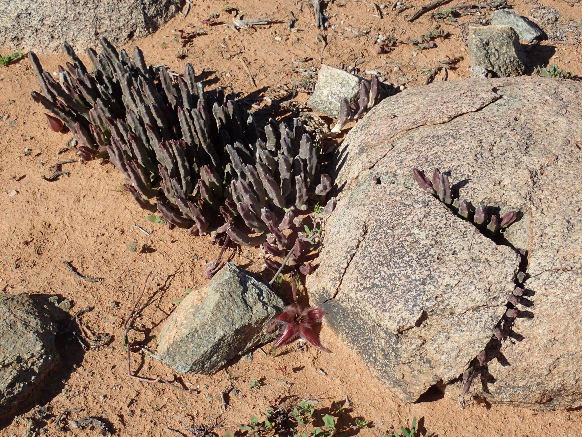 Image of Stapelia hirsuta var. gariepensis