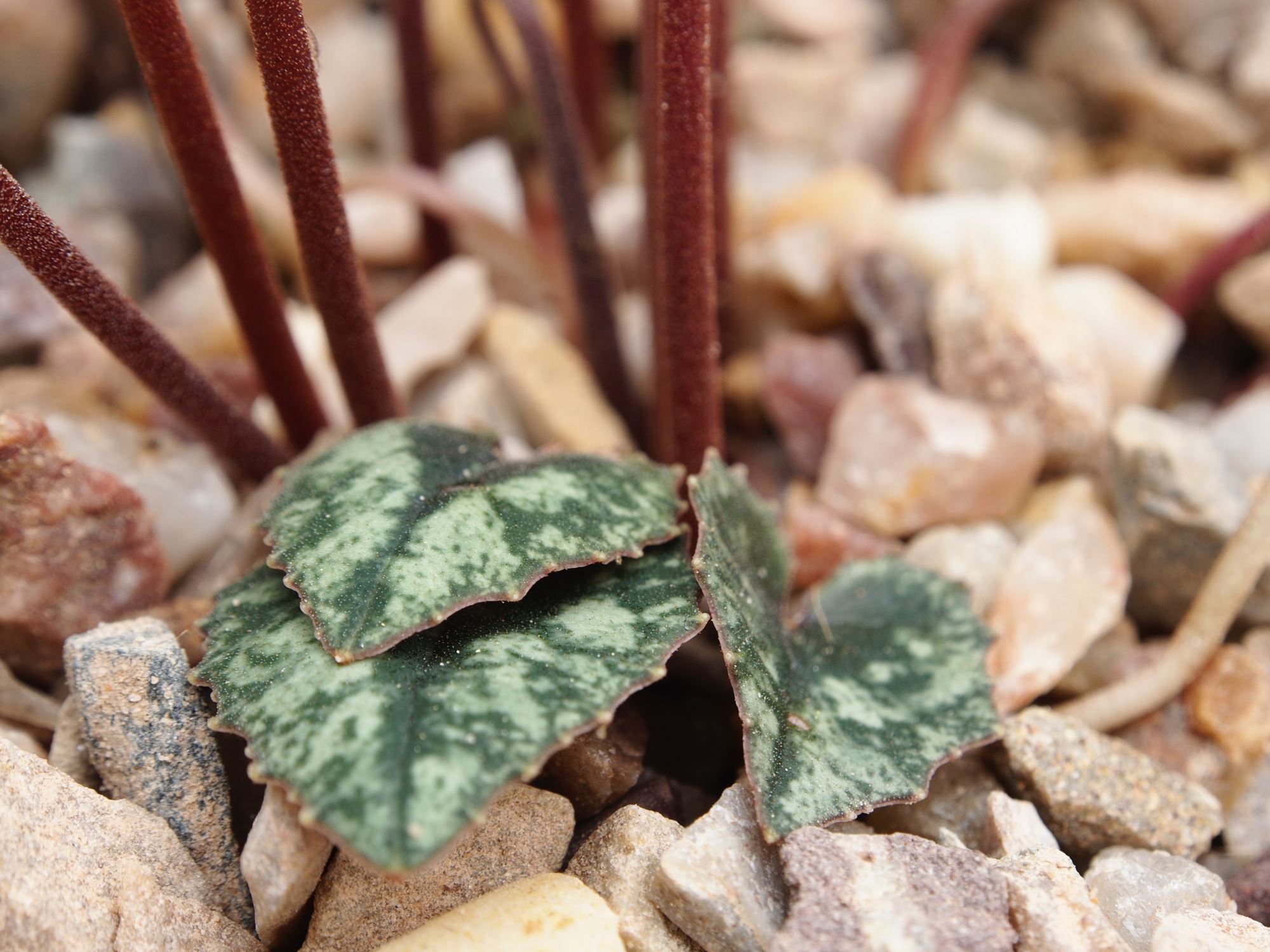 Image of Cyclamen cyprium