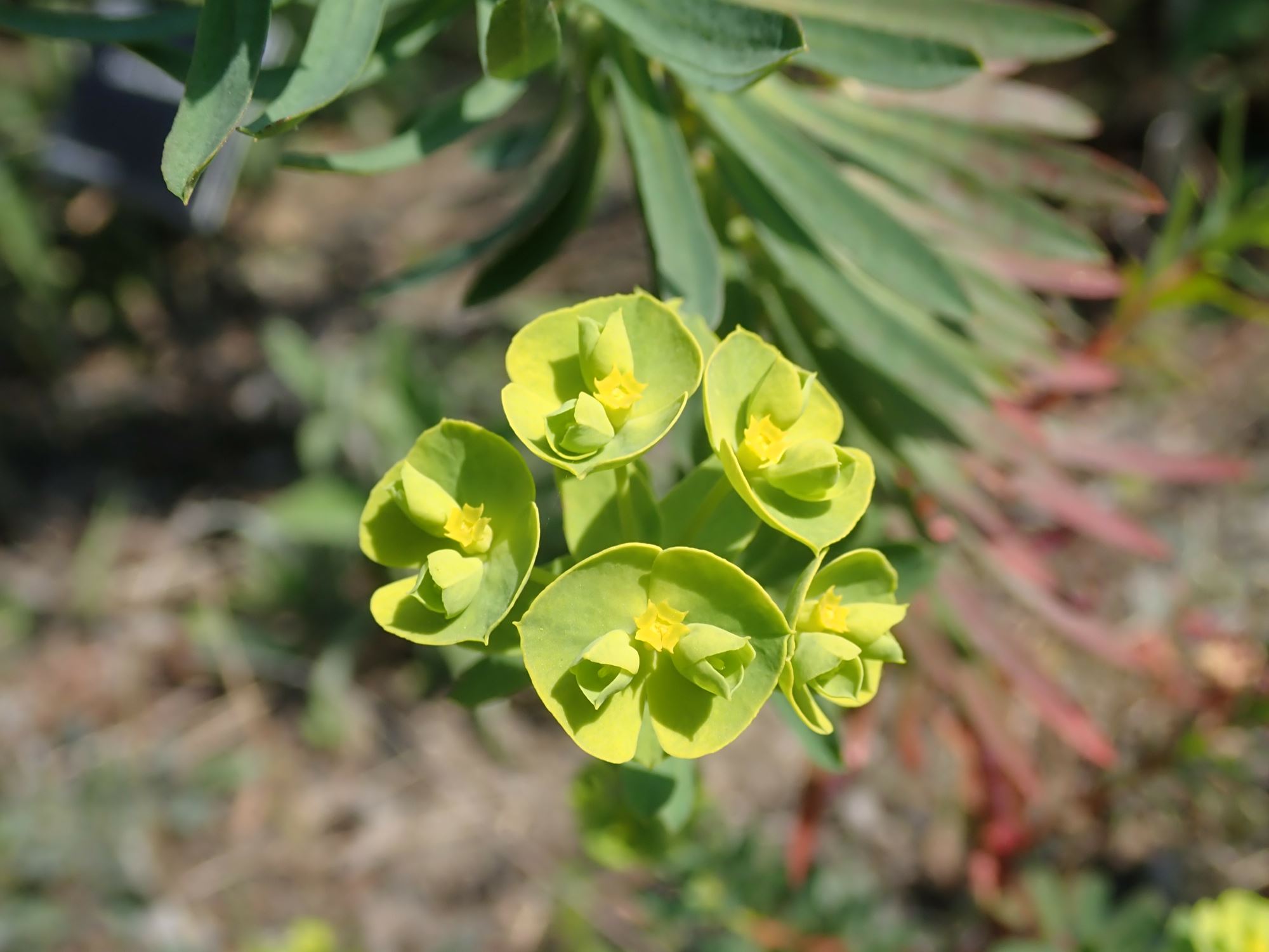 Image of Euphorbia tommasiniana