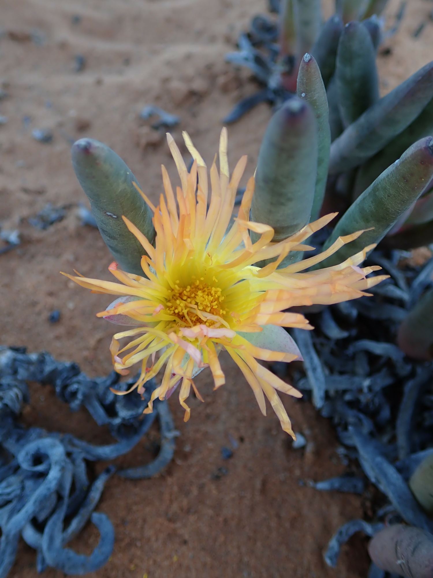 Image of Jordaaniella cuprea