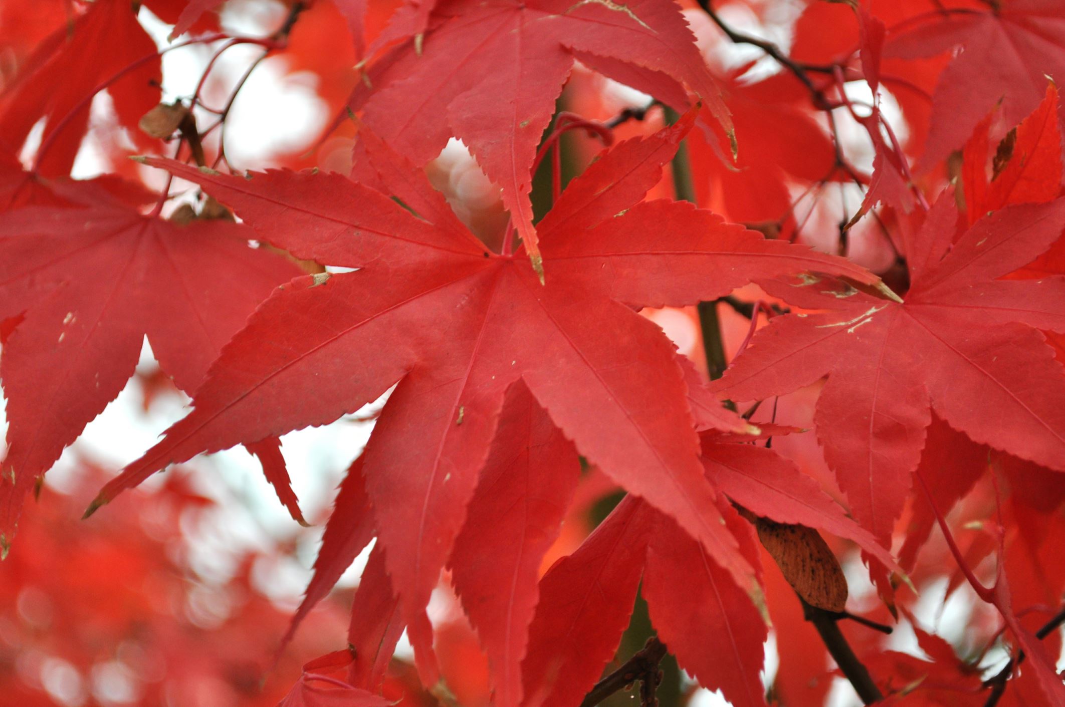 Image of Acer palmatum 'Osakazuki'