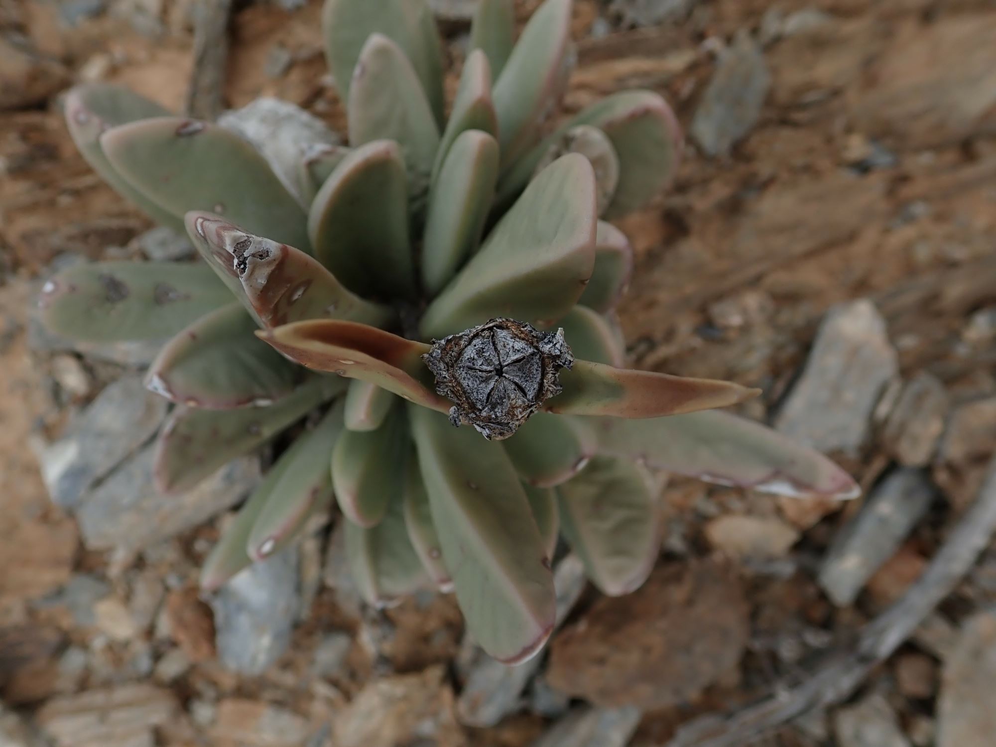 Image of Hartmanthus sp.