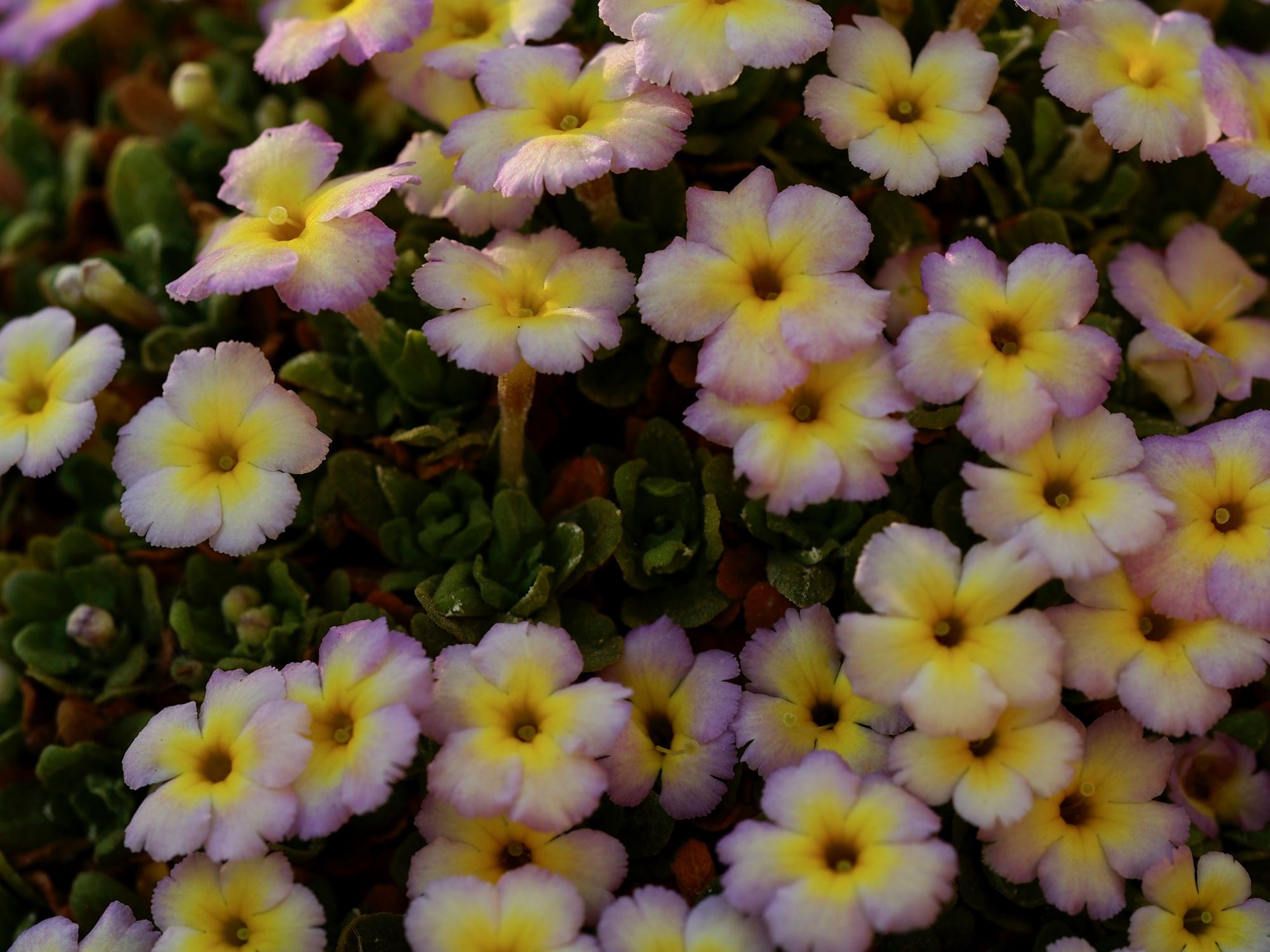 Image of Dionysia sp.
