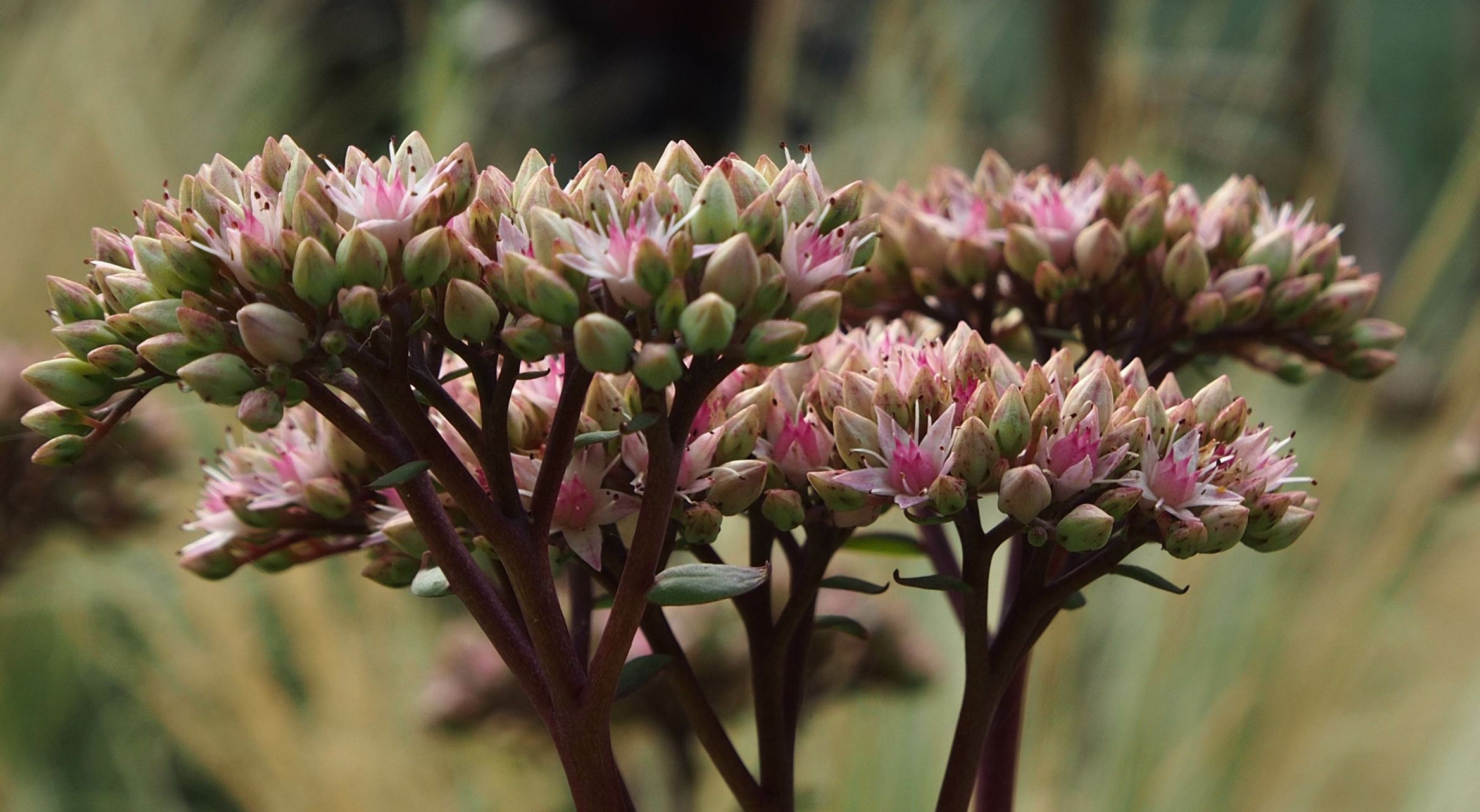 Image of Hylotelephium 'Matrona'