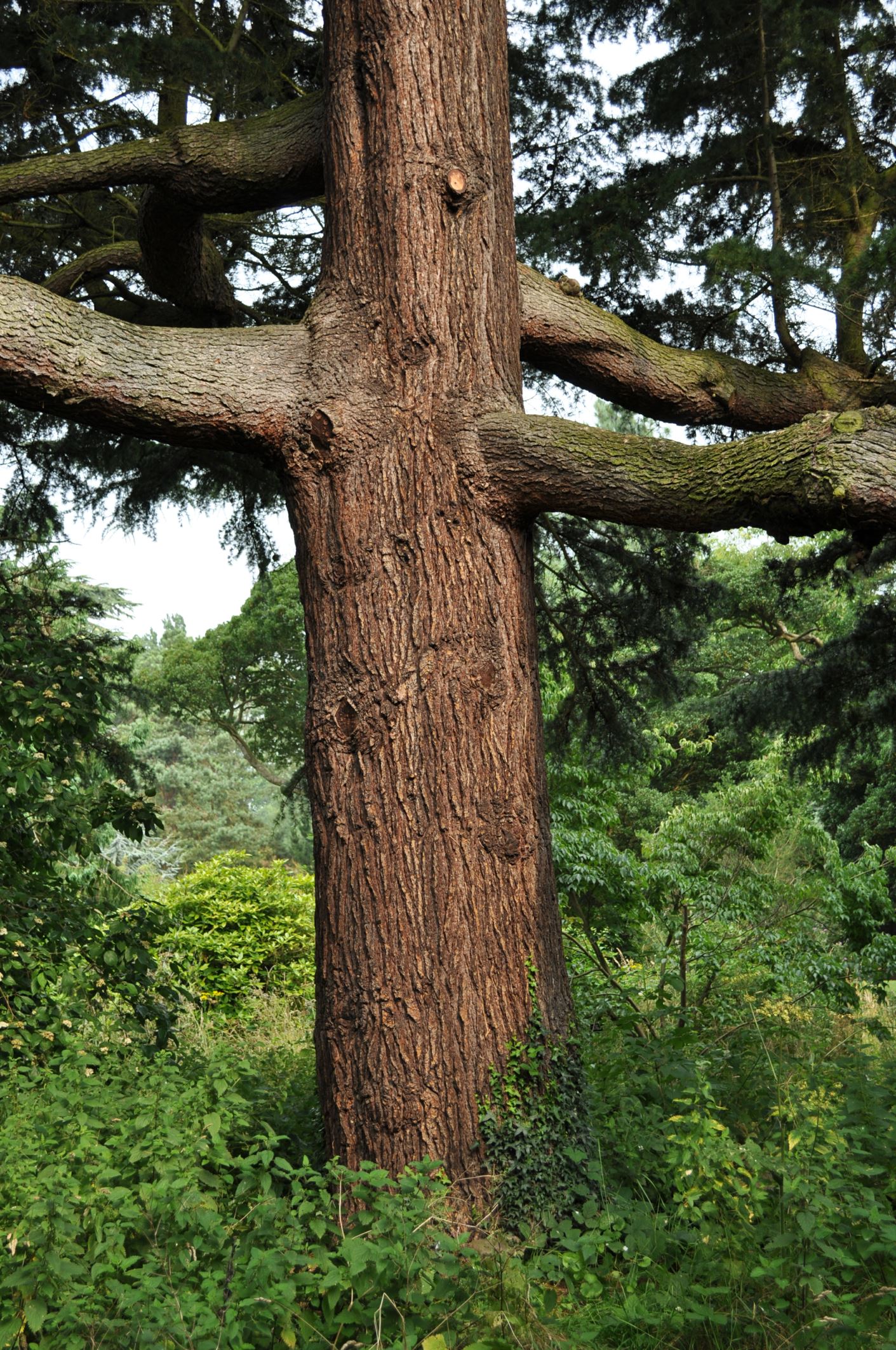 Image of Cedrus deodara